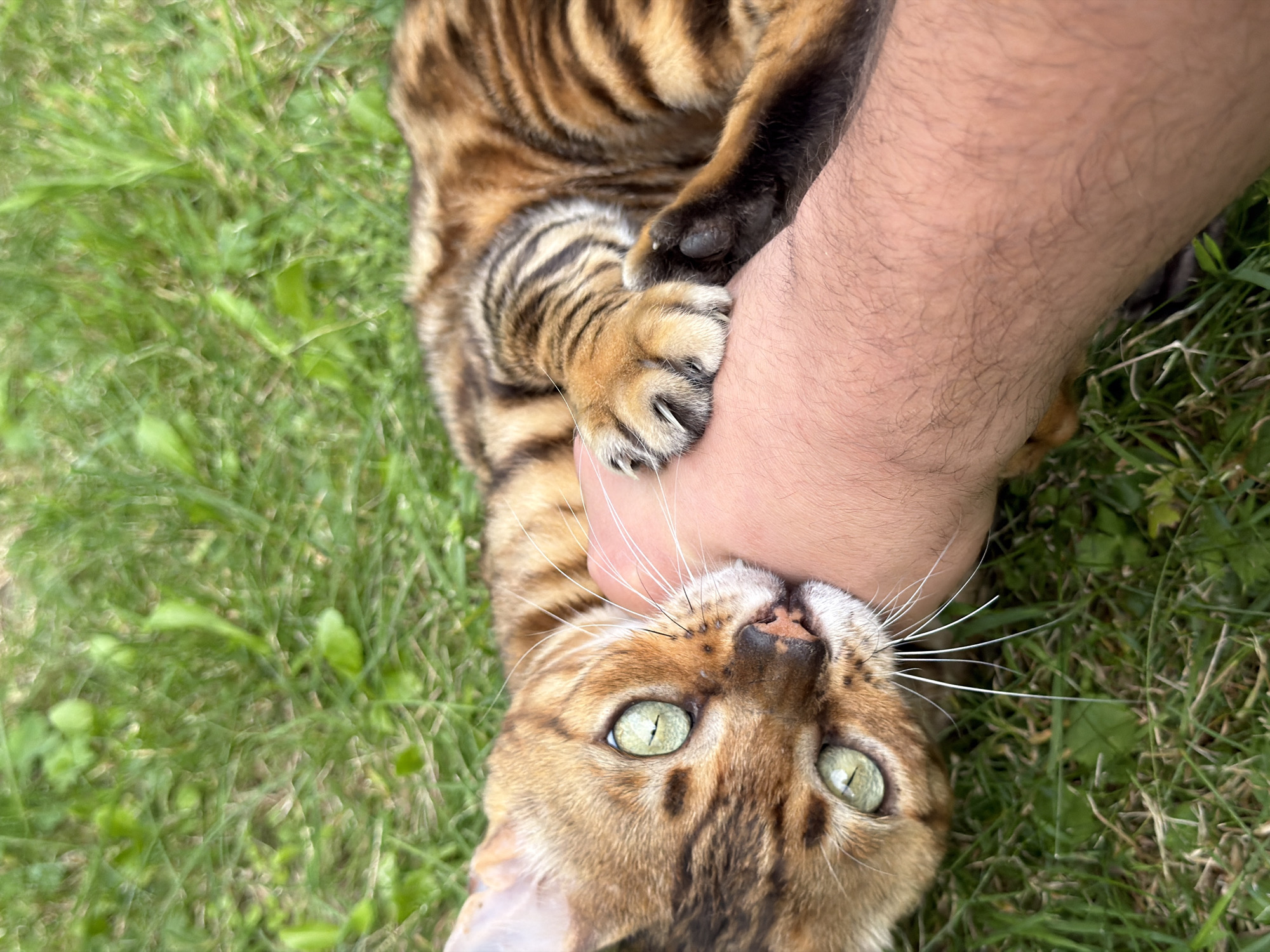A Bengal cat with green eyes and a spotted coat lies on green grass, biting on a person's arm. The cat's paws are visible, and its teeth are slightly bared. The background consists of more green grass, suggesting an outdoor setting. The image does not provide any information about a location in Garmisch-Partenkirchen, Germany.