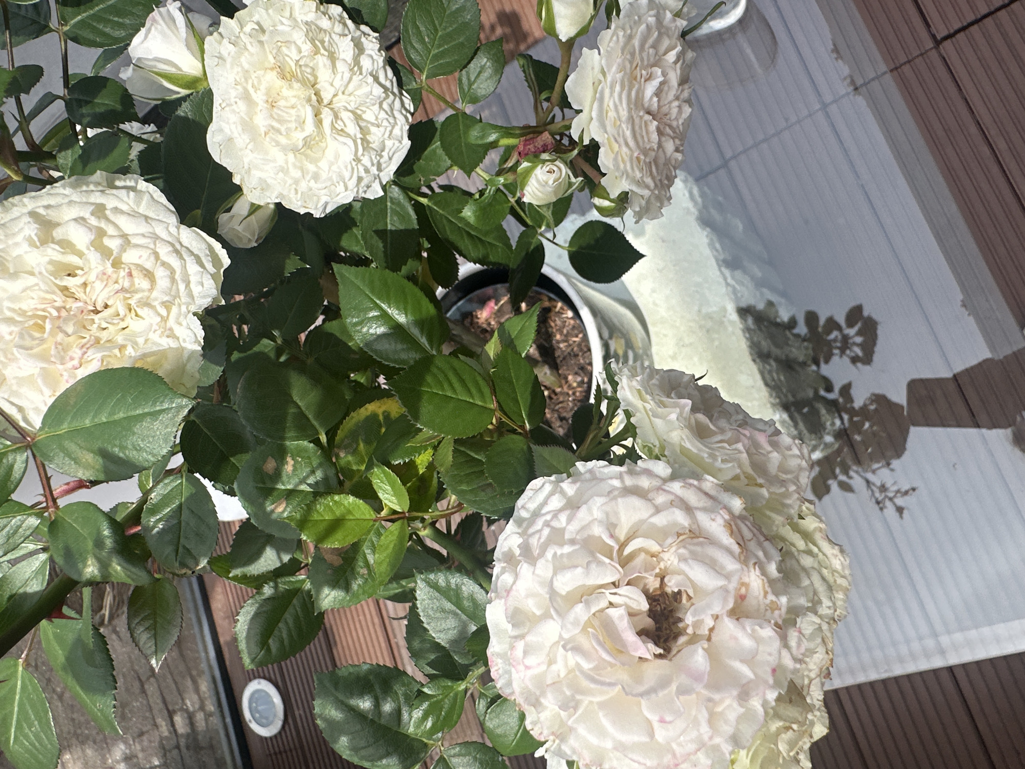 The image presents a high-angle, close-up view of a potted white rose bush. Several fully bloomed roses are visible, exhibiting a ruffled, layered petal structure. The roses range in color from a creamy white to off-white with some subtle pinkish hues on the edges of certain petals. The plant's foliage is lush and green, with leaves showing slight imperfections or discoloration in some areas.
The rose bush is situated on what appears to be a table or surface with a reflective top. The reflection shows shadows and distorted images of the surrounding environment. To the left and bottom of the frame, there is evidence of wooden decking. There is also a small, circular light fixture embedded in the decking visible on the bottom left of the image.
While the exact location is difficult to ascertain with certainty from the image alone, assuming it is in Noordwijk, Netherlands, the setting might be a private garden or patio area.
