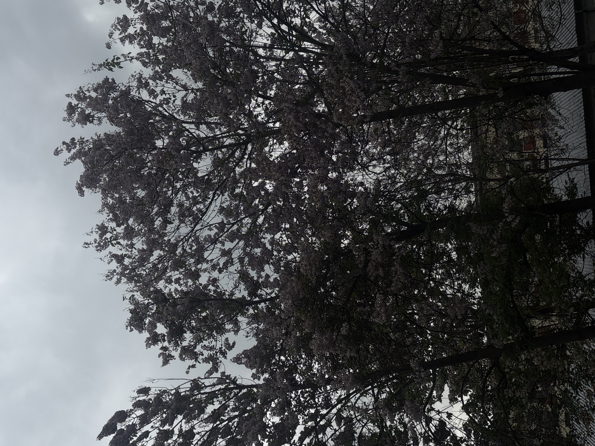 The image shows a view looking up into a tree with lavender-colored flowers in Plovdiv, Bulgaria. The sky is overcast. The branches are intricate and dense, filling most of the frame. To the right edge of the frame, a building with a ribbed exterior is visible. The photo is oriented on its side.