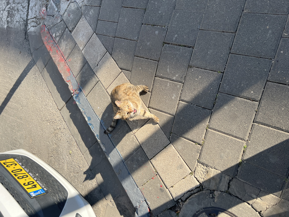 A light brown and ginger tabby cat with a striped tail stands on a paved sidewalk in Tel-Aviv, Israel. The cat, positioned in the lower center-right, faces slightly towards the upper right. Its mouth is open, revealing teeth and a pink tongue, and its eyes are partially closed. The sidewalk is composed of square grey concrete paving stones. A dark grey curb, exhibiting remnants of blue and red paint, runs horizontally across the upper middle, separating the sidewalk from an asphalt street partially visible on the far left. The front bumper and a portion of the grille of a white vehicle are visible in the upper left, displaying an Israeli license plate with the number 46-870-37. Strong sunlight casts sharp, elongated shadows diagonally from the upper left across the paving stones, with the cat standing partially within a sunlit area.