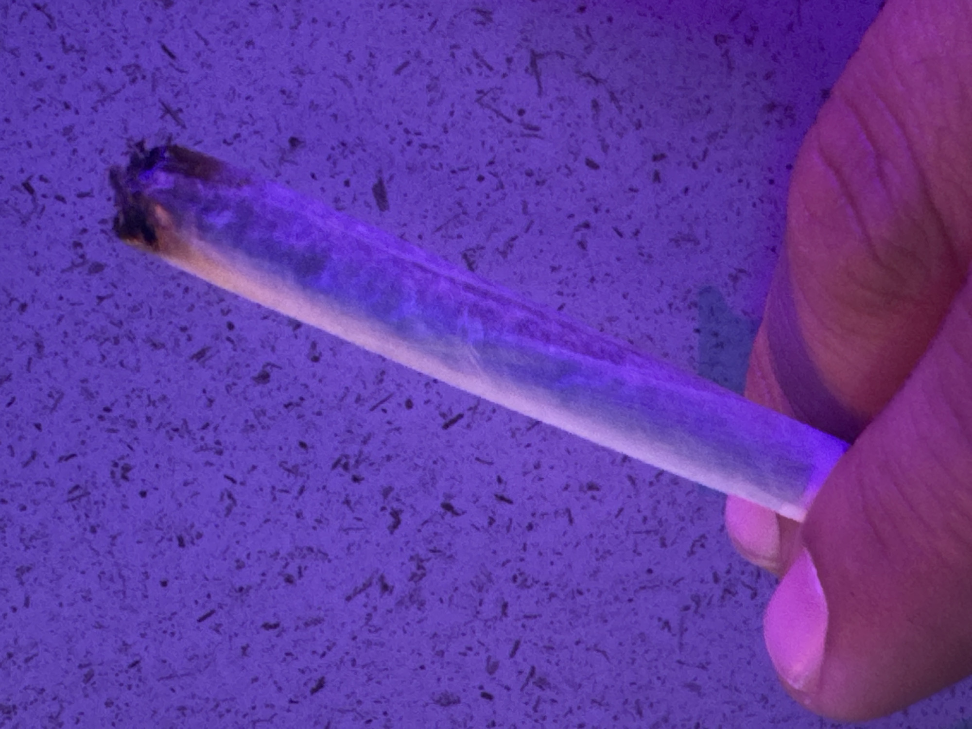 The image presents a close-up view of a hand holding a partially burned, hand-rolled cigarette or joint against a dark purple, speckled background.
**Subjects:** The primary subject is a person's hand, visible from the thumb and forefinger, which are holding the rolled item. The fingers show natural skin texture and faint fingernails, which appear light pink under the ambient light.
**Objects:** The main object is the cylindrical, hand-rolled item. One end is dark and charred, indicating it has been lit or is currently burning, with a subtle glow around the ash. The paper of the roll appears translucent and takes on a bluish-purple hue due to the lighting.
**Scene/Setting:** The scene is characterized by a strong, artificial purple light source, suggesting an indoor setting like a bar, club, or a room with specific mood lighting, rather than natural daylight. The background is a textured, dark purple surface with many small, dark fragments or speckles, resembling a rough-grained countertop, wall, or floor.
**Activity or event taking place:** The hand is holding the lit or recently extinguished rolled item, implying an act of smoking or having just finished smoking.
**Notable details:** The most striking detail is the pervasive purple lighting, which casts a unique hue over the entire scene, including the hand and the rolled item. This lighting makes it impossible to determine the time of day naturally. There are no visible weather conditions or specific location cues within the image itself that would identify Barcelona, Spain. No discernible emotions are conveyed. No text is visible in the image.