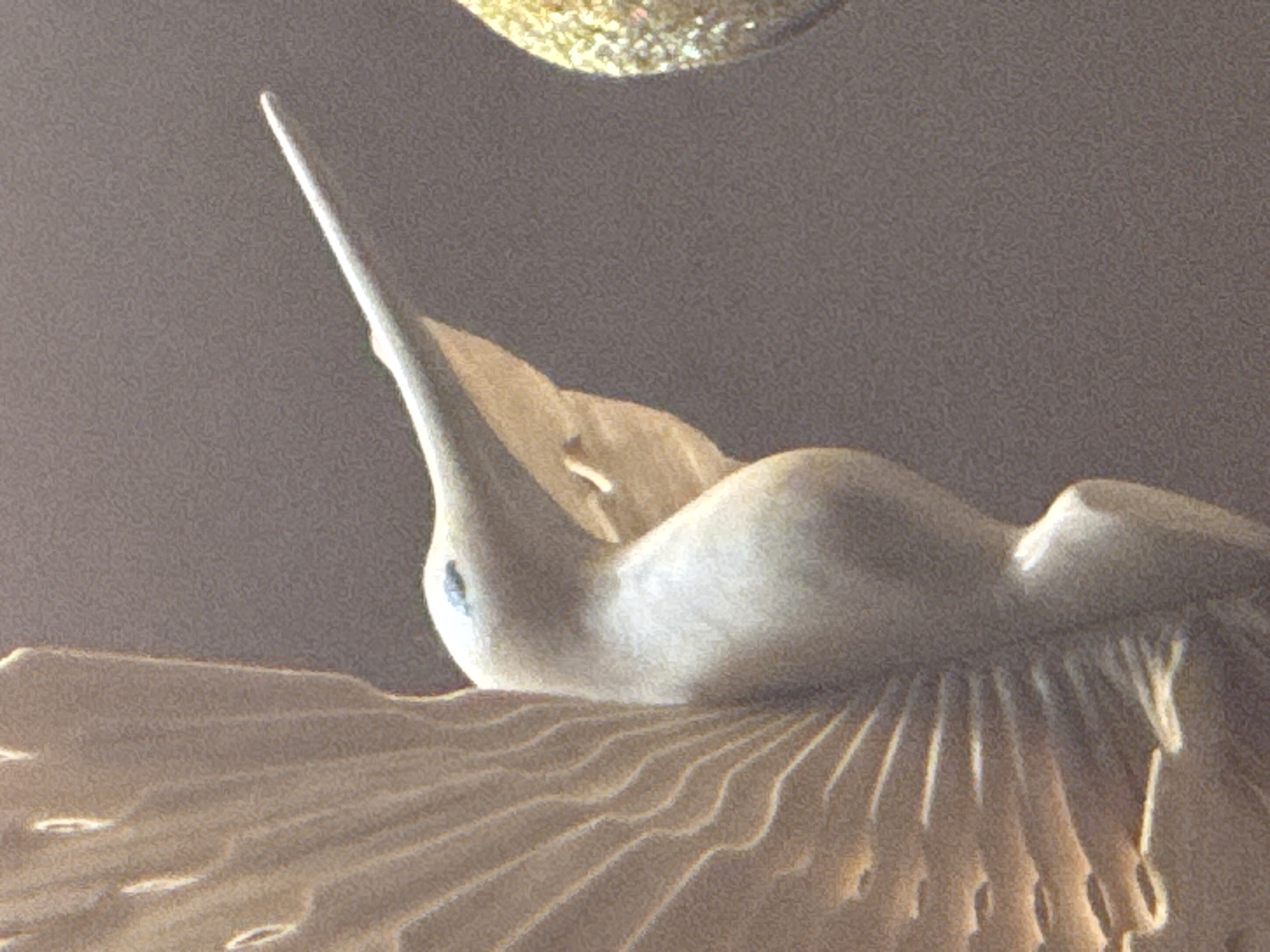The image displays a close-up, side view of a light-colored, stylized sculpture of a bird, possibly a crane or a heron, resting on what appears to be a textured surface resembling ruffled fabric or feathers. The sculpture is smooth and elongated, with a delicate beak and a prominent, curved neck. A small, dark blue detail is visible on the side of the sculpture's head, which could be an eye. The background is a softly blurred, neutral gray, with a hint of a golden, textured object in the upper left corner, suggesting a decorative element or part of the surrounding environment. The lighting is soft and diffused, creating subtle highlights and shadows on the sculpture, emphasizing its form and texture. The overall impression is one of tranquility and elegance, with the sculpture appearing to be at rest. There is no visible text or indication of the specific time of day, weather, or explicit location cues, beyond the provided context of Kholmsk, Russia.