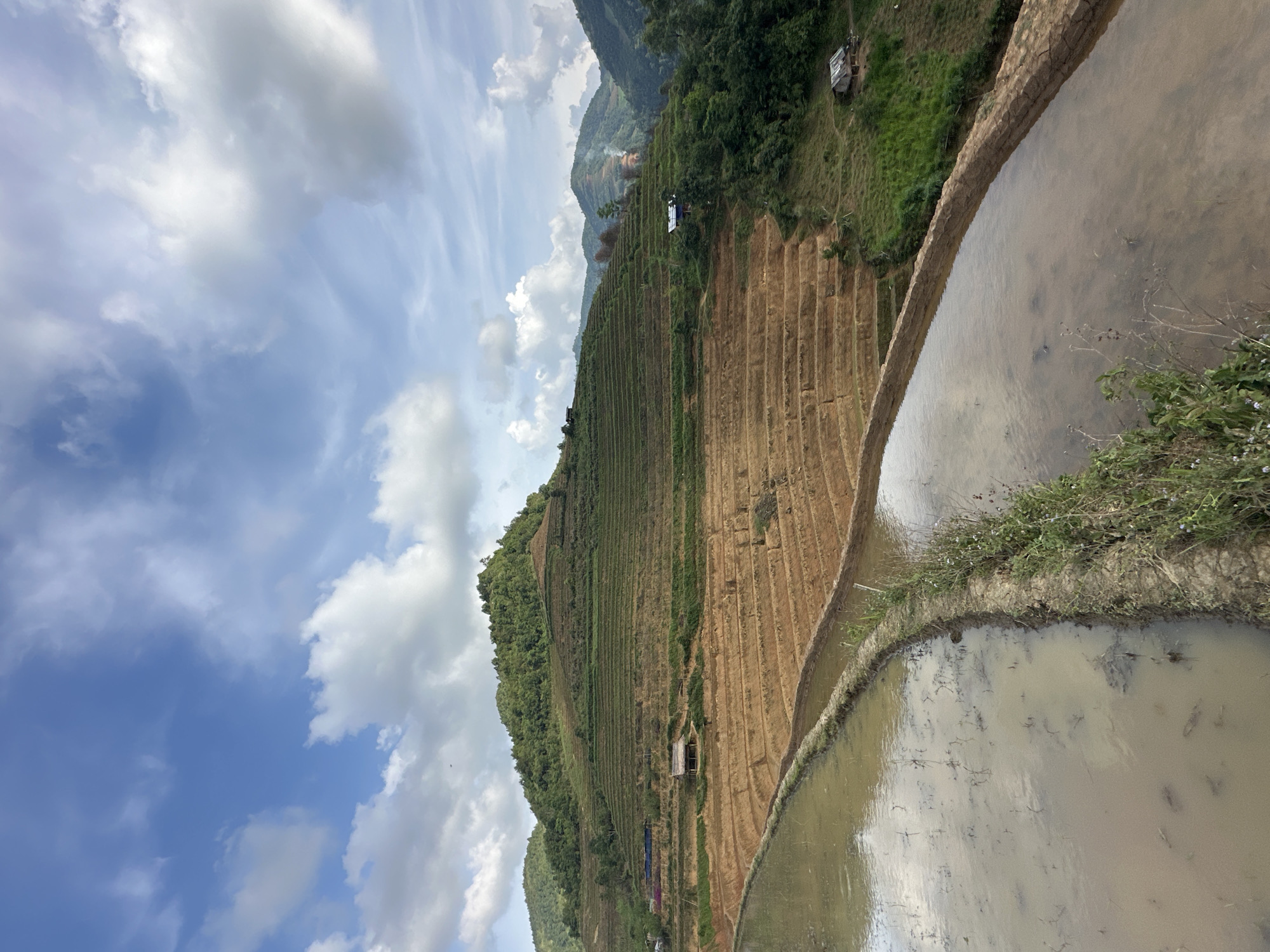 This image presents a vast landscape of terraced rice fields in a mountainous region, characteristic of Lao Chai, Vietnam. The scene unfolds under a bright blue sky adorned with scattered white, cumulus clouds, indicating clear daytime weather.
The foreground and mid-ground feature several wide, earthen-walled rice paddies filled with murky, brown-grey water that reflects the sky above. These water-filled terraces suggest the fields are prepared for planting or have recently been planted. Along the edges of these paddies, sparse green vegetation and small plants are visible. Further up the steep hillsides, numerous terraced layers appear drier and are light brown, revealing the tilled earth, possibly indicating recent harvesting or preparation for a new crop.
Lush green forests cover the upper reaches of the mountains in the background and along the less cultivated sections of the hills. Several small, rustic structures, possibly homes or farm shelters, with wooden or corrugated metal roofs, are dotted among the terraces and on the higher slopes. No people are visible within the frame, and there is no discernible text. The image portrays a tranquil yet industrious agricultural setting, showcasing the intricate and expansive terracing system in this mountainous part of Vietnam.