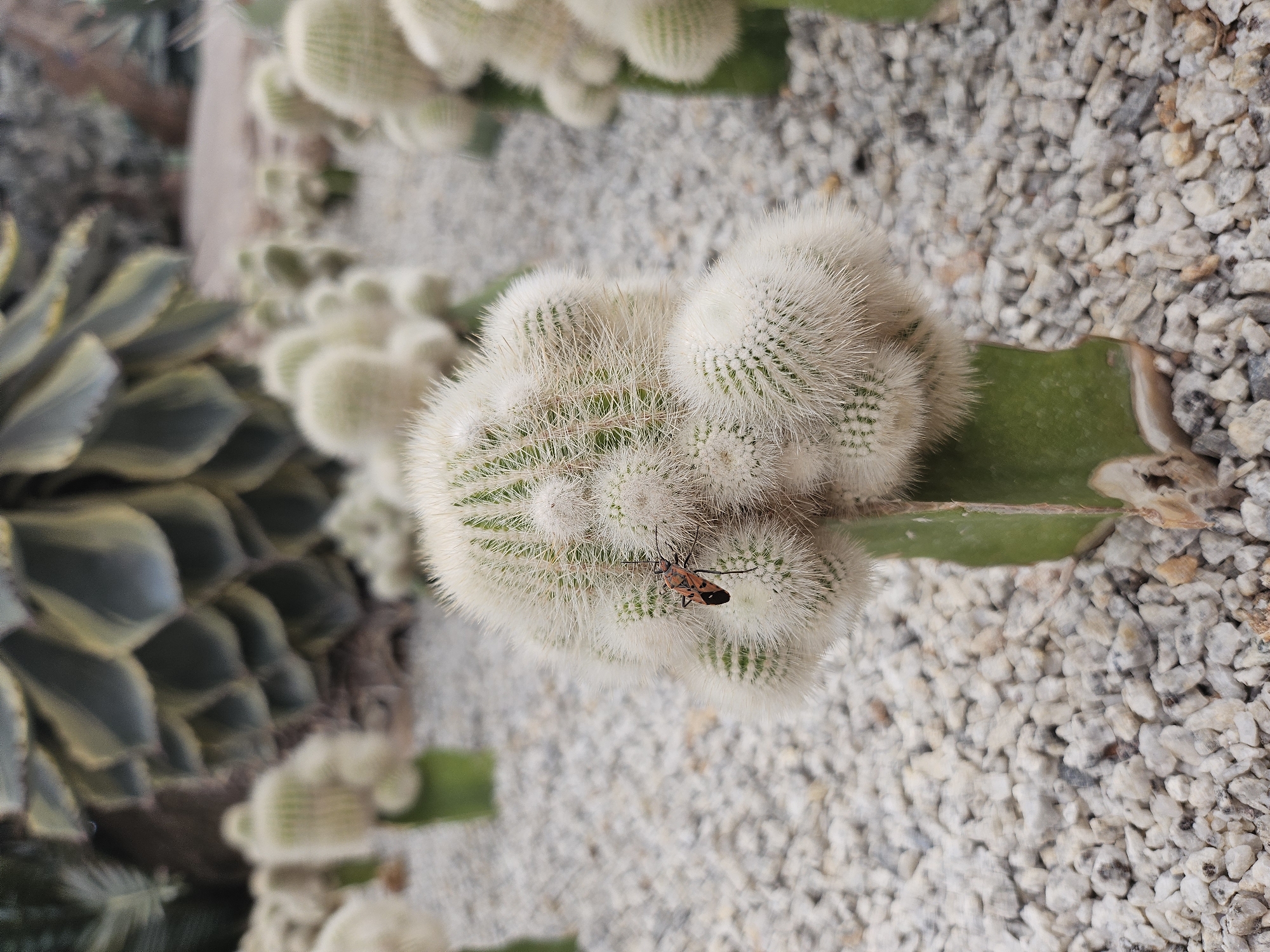 An insect with an orange and black carapace is perched on a cluster of white, fuzzy cacti in a gravel-covered outdoor area. The cactus is supported by a green, fleshy stem. In the background, several other similar cacti are visible, along with a large, succulent plant with textured, overlapping leaves. The scene appears to be in a botanical garden or desert-themed landscape.