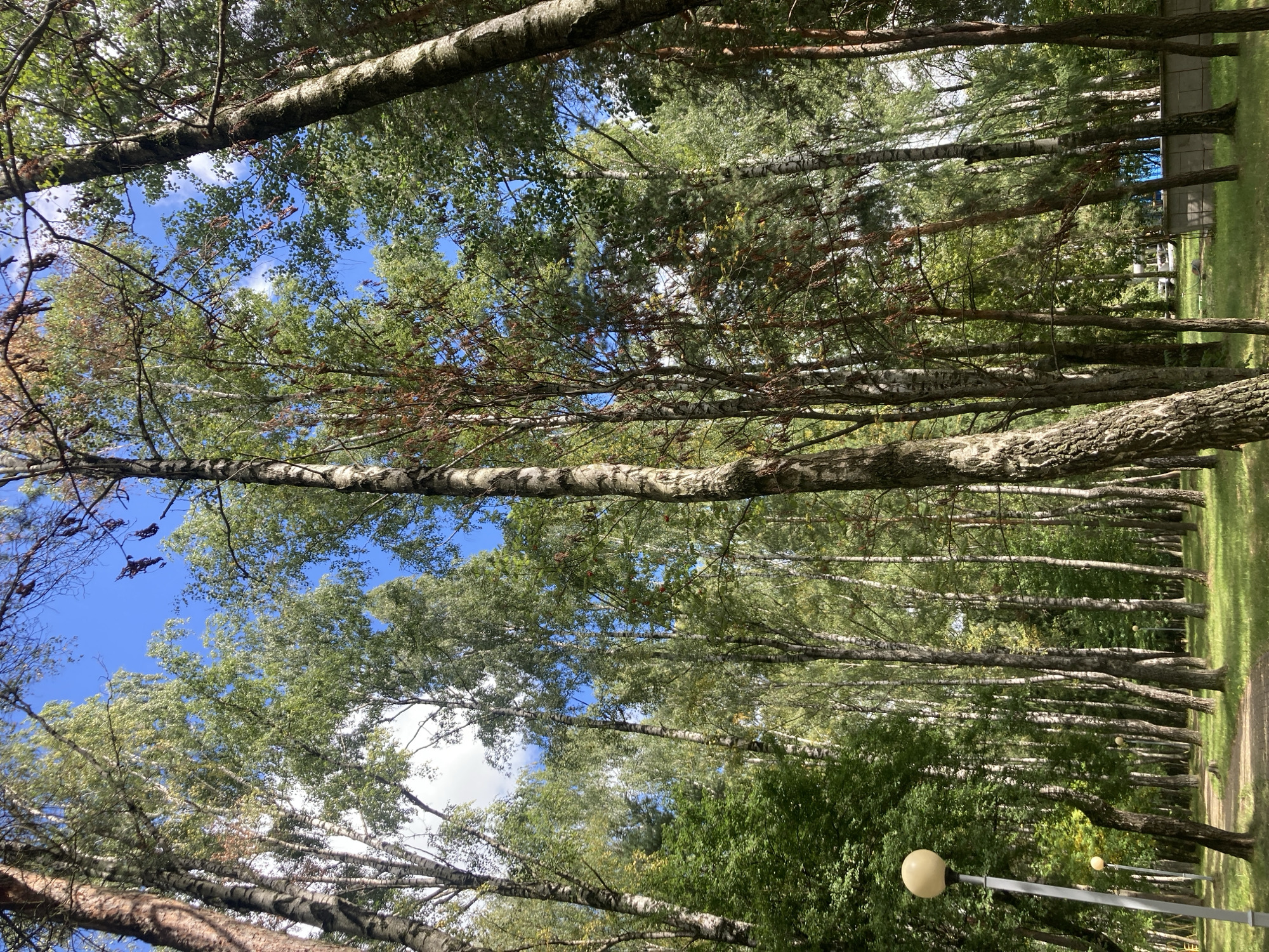 The image shows a pathway through a forest with tall birch and pine trees. The pathway is made of paving stones and is lined with green grass. Several street lamps are visible along the path. The sky is blue with some white clouds. In the background, a blue fence and a concrete wall are visible. The scene appears to be a park or a wooded area within a city. The presence of street lamps and a paved pathway suggests an urban park setting. Based on the architectural style and vegetation, this location could be in Baranavichy, Belarus.