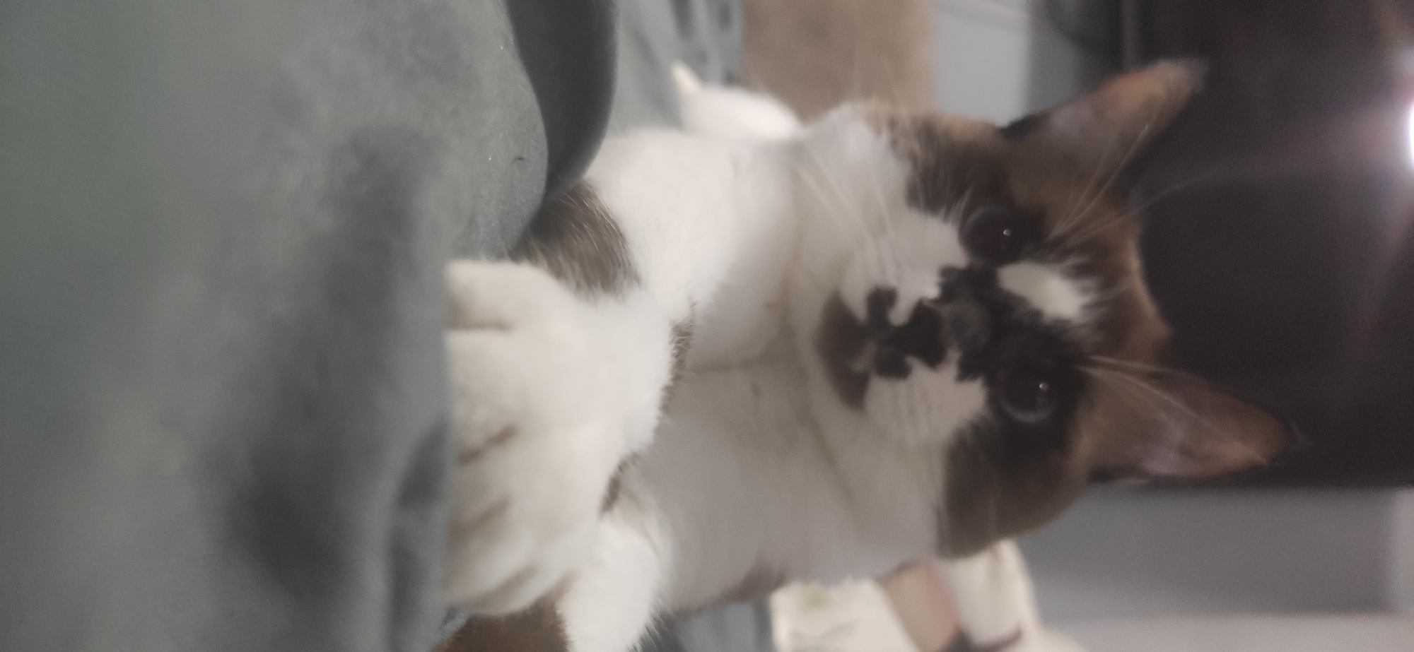 A white and brown cat is clinging to the side of a grey couch. The cat has a blotched brown and black pattern on its face. The background is blurry, showing a wall. The location is unknown and there's no evidence to indicate it is in Chaikovsky, Russia.