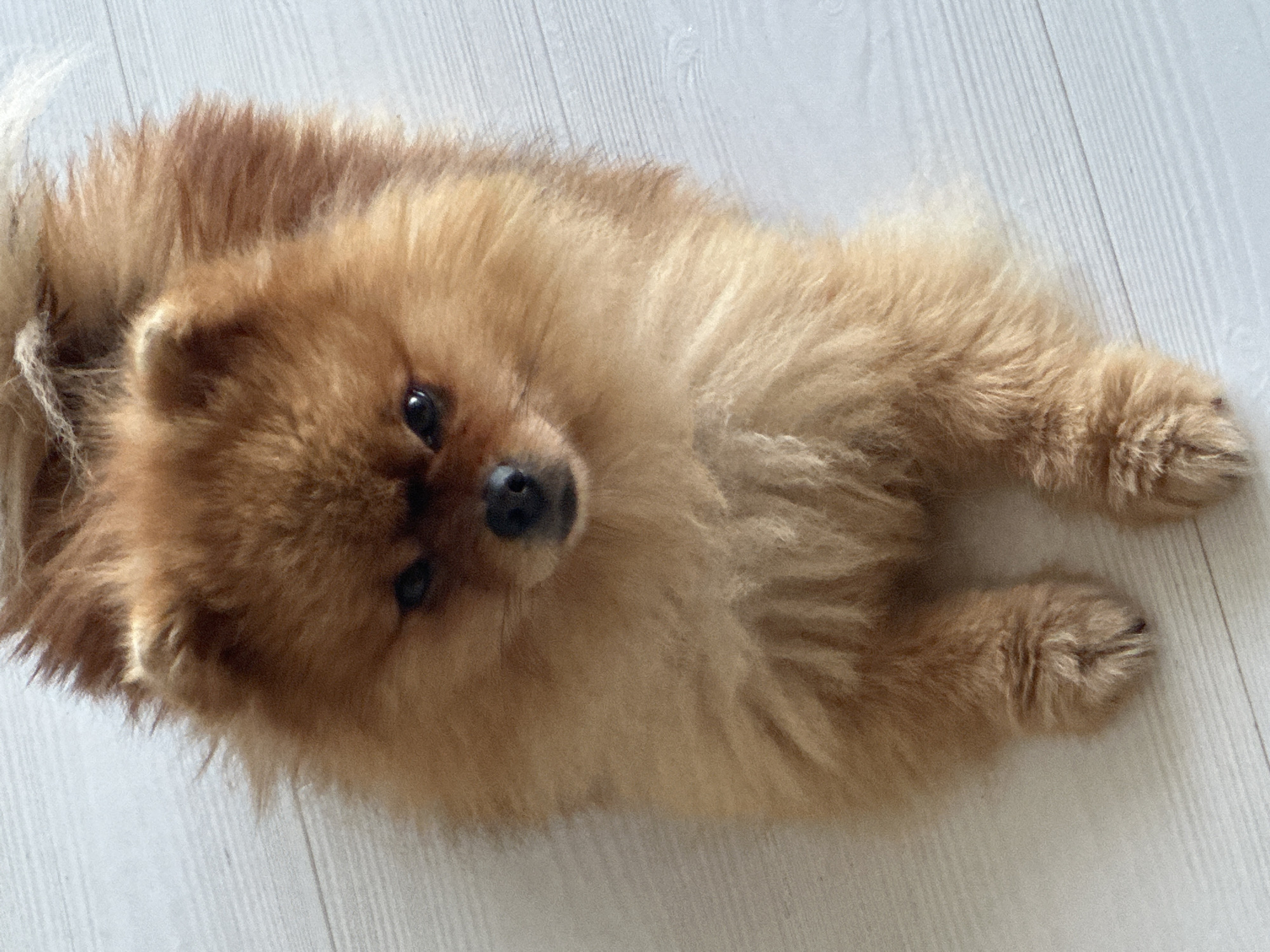 An overhead, medium shot captures a fluffy, tan Pomeranian dog lying on a light-colored wooden floor. The dog's fur is a mixture of light and dark tan, with its tail curled over its back. Its ears are small and triangular, and its dark eyes gaze forward. The dog's paws are visible, with its front paws splayed out in front of it. The wooden floorboards are oriented horizontally in the image, with subtle lines indicating the grain of the wood. The lighting is bright and natural, casting a soft glow on the scene. The image does not contain any elements that would indicate its location in Asenovgrad, Bulgaria.