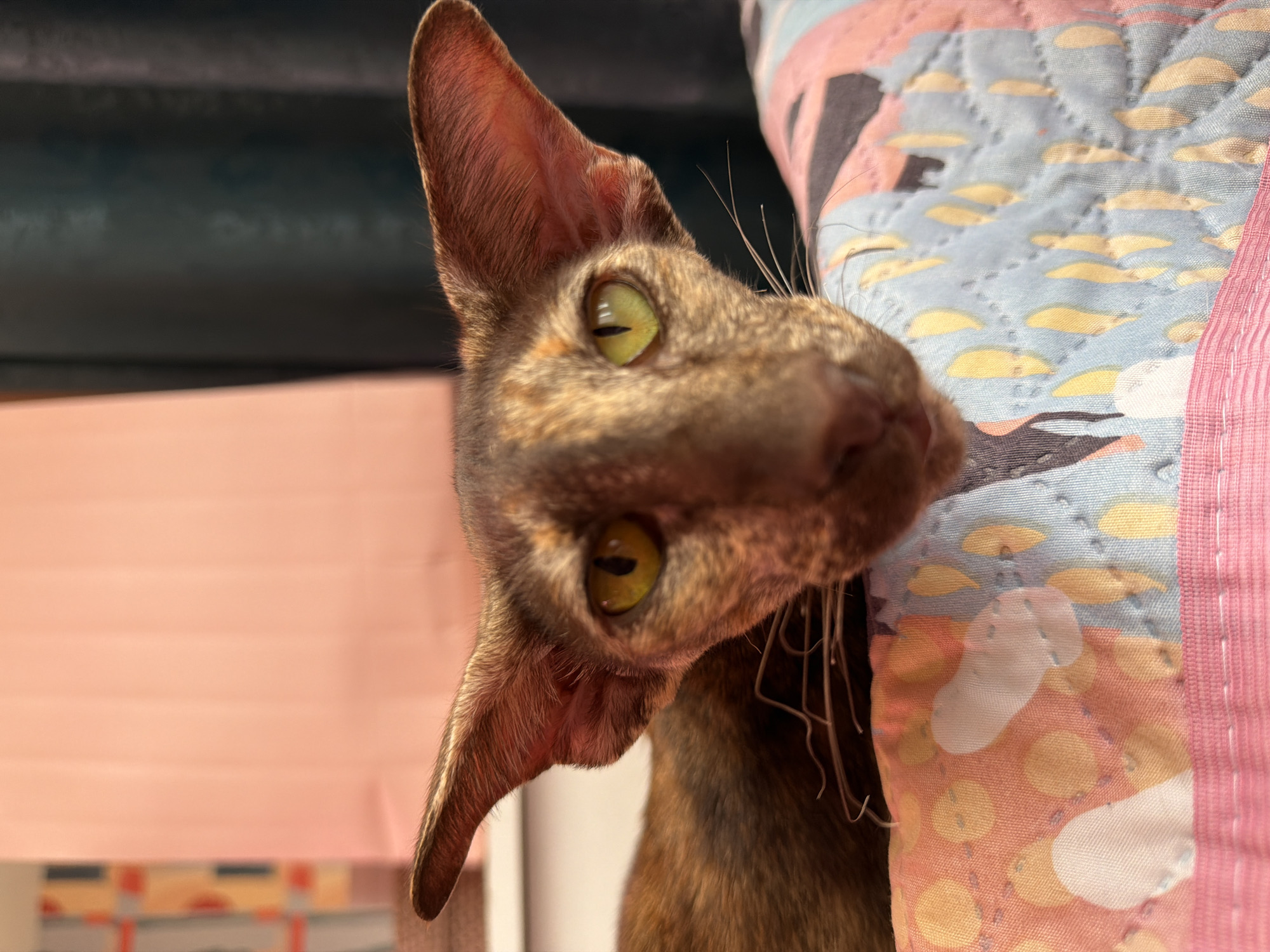 A close-up, eye-level, frontal shot captures a brown tabby cat with large ears and bright green eyes. The cat is positioned in the foreground, with its head angled slightly towards the viewer. Its fur exhibits a mottled pattern of brown and lighter tan or orange tones. The cat's whiskers are visible, extending outward from its muzzle.
The cat is resting on a patterned surface that appears to be a quilted fabric or cushion. This surface is adorned with a design featuring abstract shapes, including irregular white blobs and yellow teardrop-like figures against a background of pink, blue, and grey. A band of pink fabric runs along the bottom edge of the frame, suggesting the edge of a blanket or furniture.
In the background, to the left, a soft pink curtain or fabric is visible, with vertical lines of orange and grey stripes behind it, possibly indicating a patterned wallpaper or a window covering. To the right of the pink curtain, a dark, textured fabric, likely a curtain, creates a contrasting backdrop.
The image does not provide any explicit information about the city of Chaikovsky, Russia, or any specific urban or natural landscape features. The setting appears to be indoors, possibly a domestic environment.