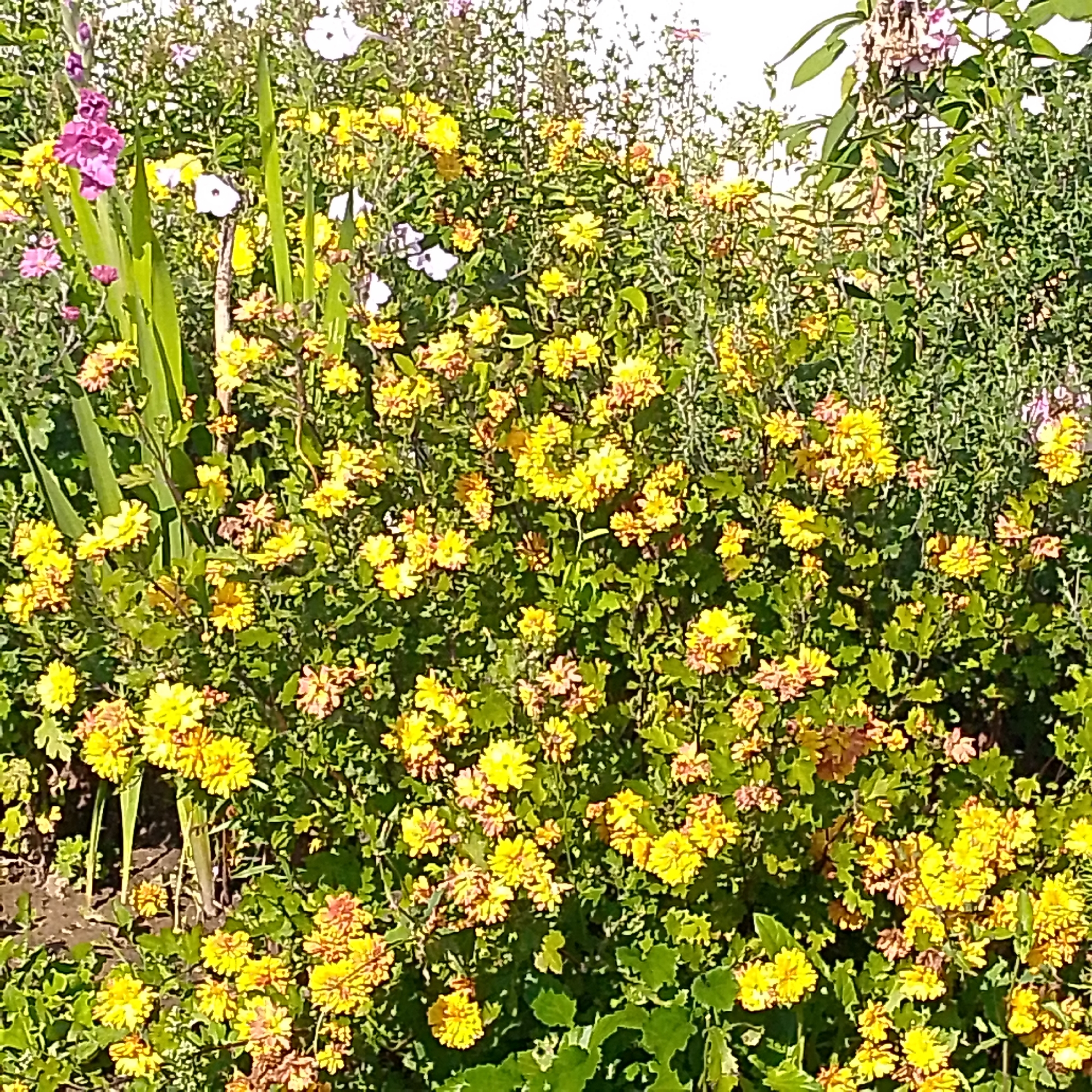 The image shows a dense cluster of yellow chrysanthemums in bloom. Some of the flowers have hints of pink and orange. There are also some taller pink flowers, possibly gladioli, and some white flowers, possibly petunias, visible on the left side of the image. The plants are set against a background of green foliage and a white sky, suggesting an outdoor setting. The scene appears to be a flowerbed in a garden or park. There are no people or animals visible in the image. This specific location is identified as being in the city of Vyazniki, Russia, though the image itself does not contain any overt identifying landmarks or signs of this specific geographical location.