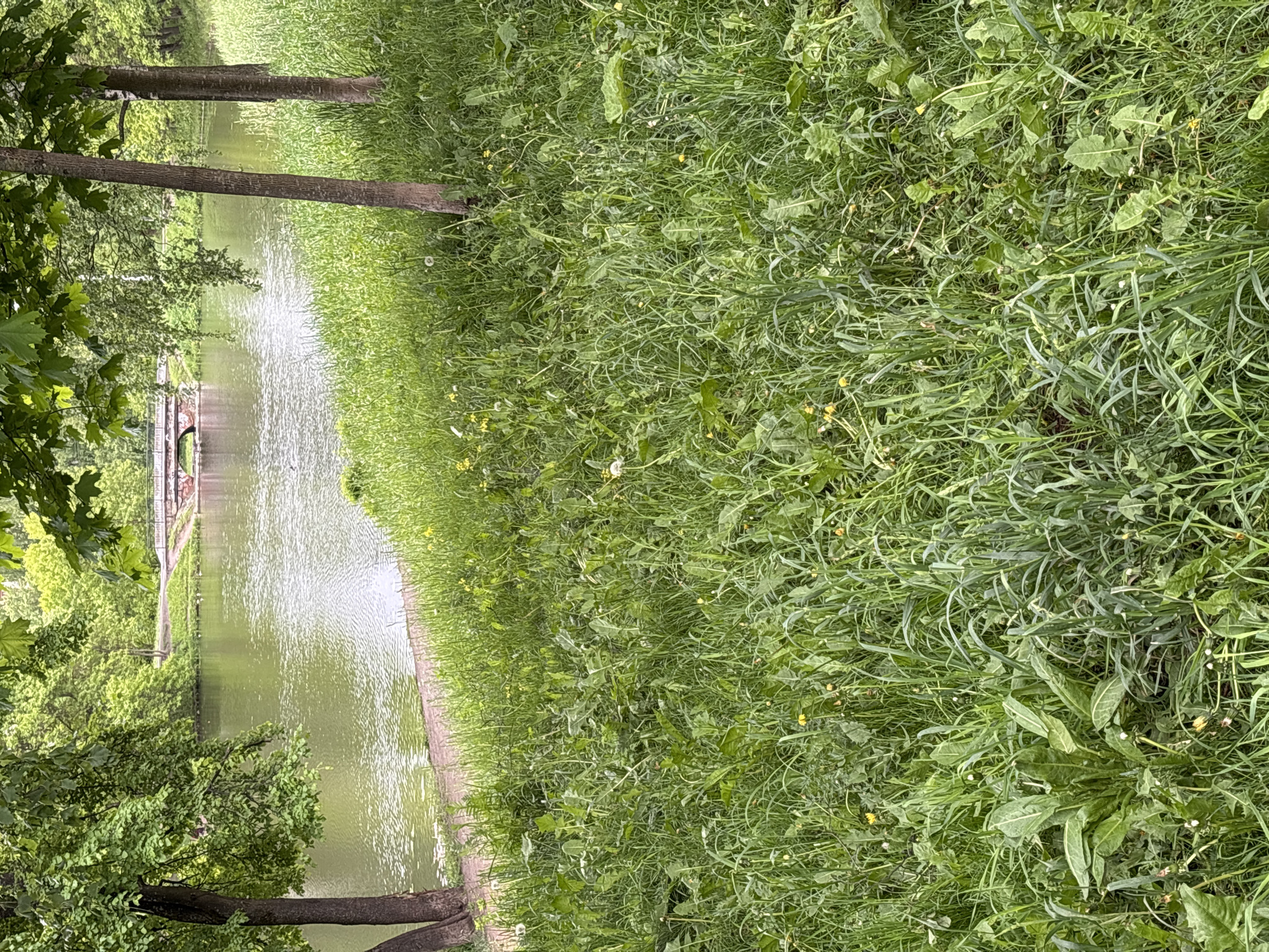 The image shows a green waterway in Saint Petersburg, Russia. The body of water is flanked by trees and grass. A bridge is visible further up the canal. The grass is overgrown with weeds.