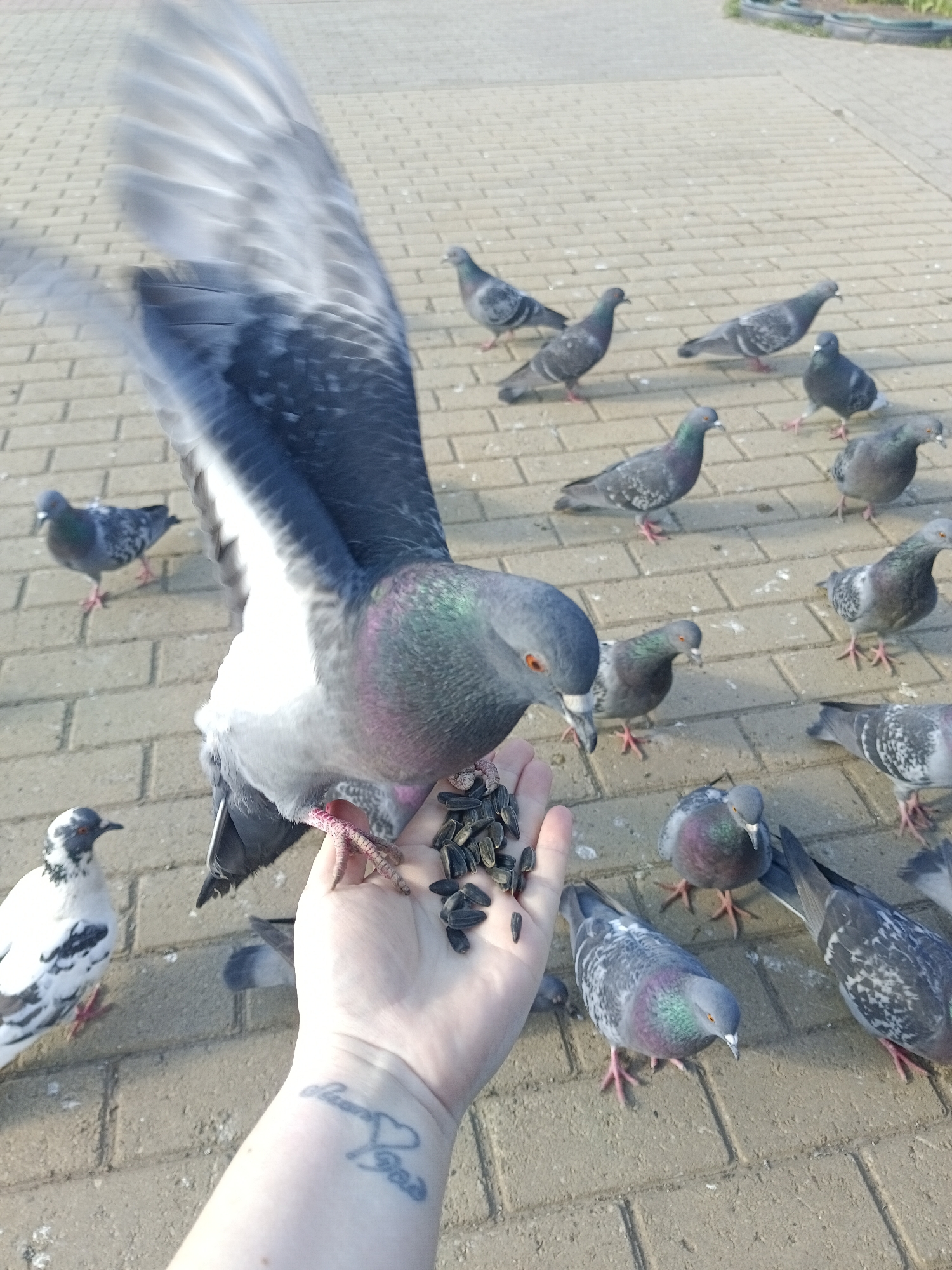 The image depicts a close-up scene on a brick-paved area, likely a public space in Chaikovsky, Russia, based on the location. A fair-skinned human arm and hand are extended, holding a collection of sunflower seeds. A pigeon, primarily gray and white with iridescent neck feathers, is perched on the hand, consuming the seeds. Several other pigeons surround the hand, some actively approaching and others observing. One white pigeon with black spots is seen. In the background, more pigeons are scattered across the brick surface. The nearest pigeon has its wing half up in mid-flap. There is a tattoo on the wrist of the arm.
