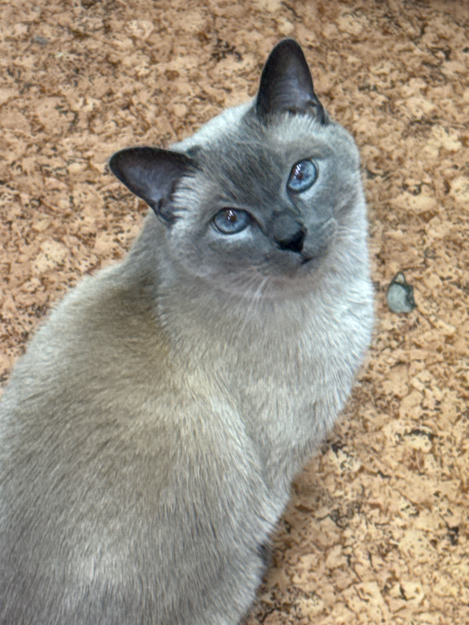 A close-up, eye-level shot shows a domestic short-haired cat, likely a Siamese breed, sitting on a corkboard surface. The cat has light brown fur with darker points on its ears and face, and striking blue eyes. The cat is looking directly at the camera with its head tilted slightly. The corkboard background is textured and light brown. There are no people or other animals in the image. The scene appears to be indoors. The location of Захарьино, Russia is not discernible from the image itself.