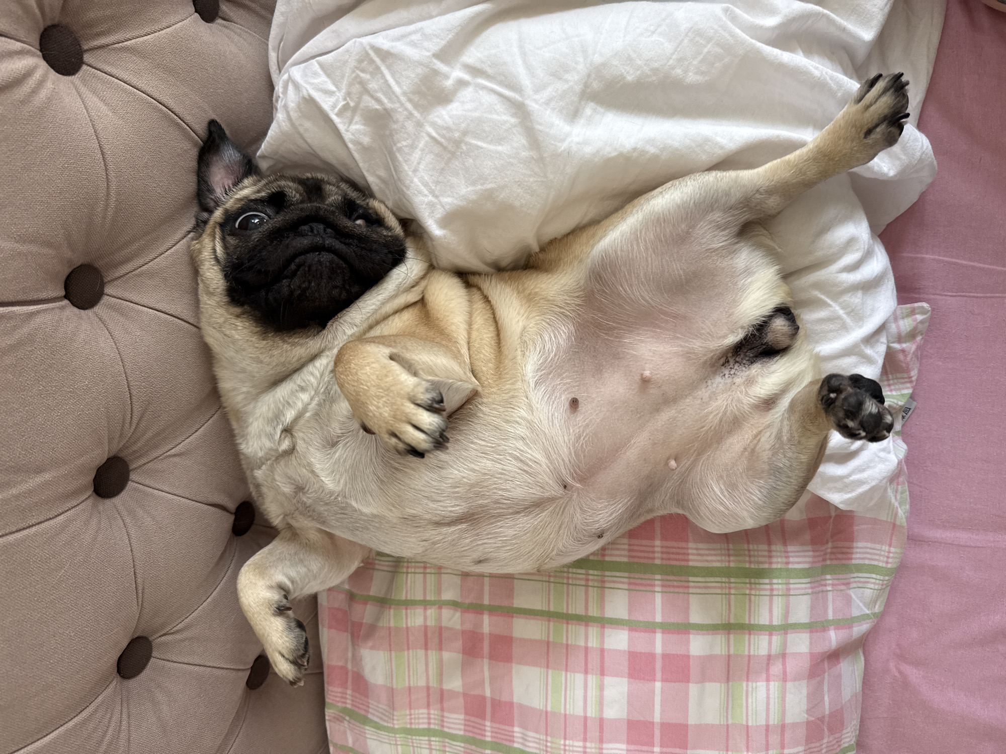 A pug dog is lying on its back on a bed. The dog is light brown with a black face mask. Its belly is exposed, and its paws are tucked in. The bed has a pink and green plaid pillow and white sheets. The background is a tufted headboard. The location is Unknown, Unknown.