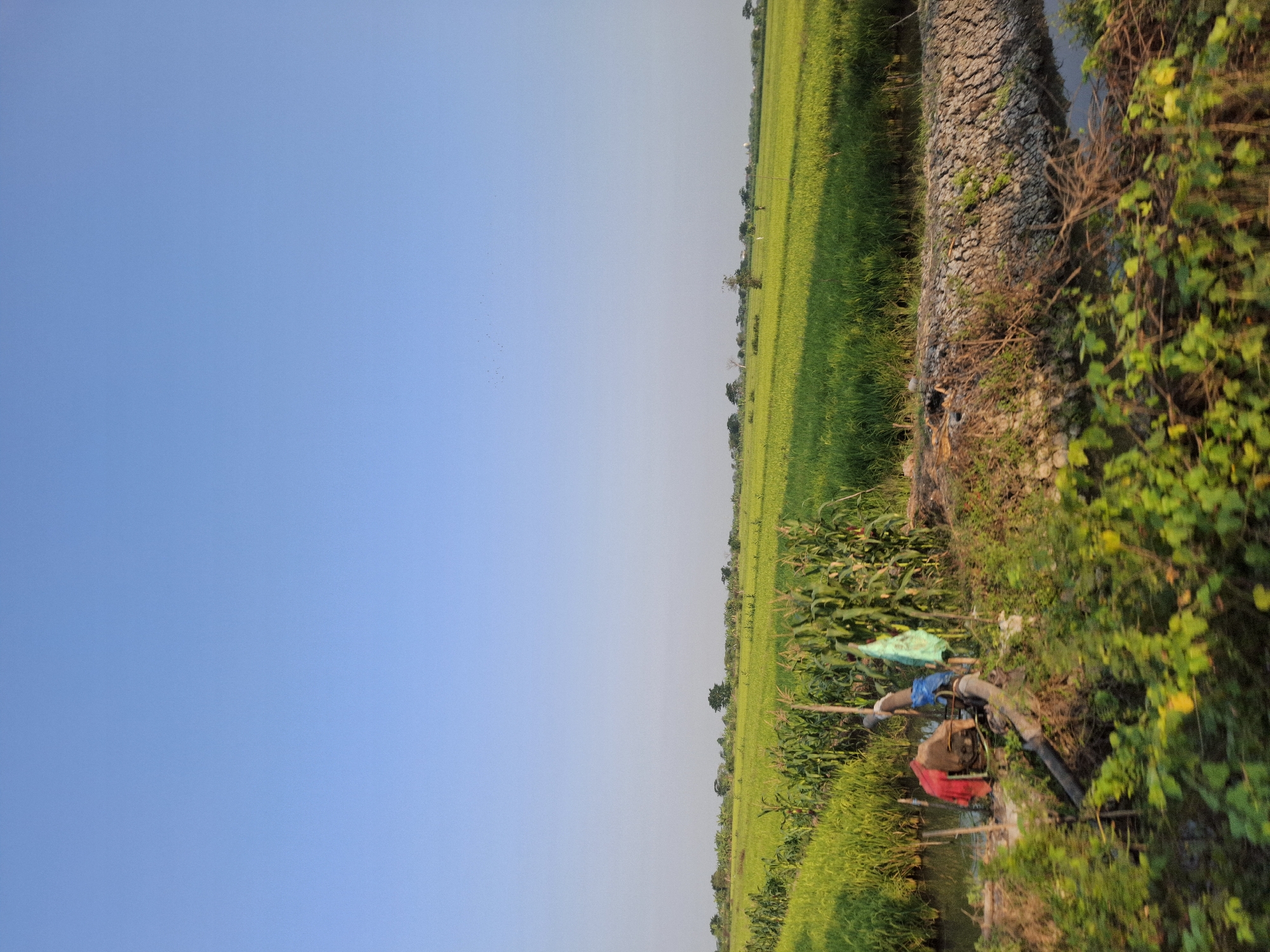 The image depicts a rural landscape, likely in Pucangtelu, Indonesia, featuring lush green fields of crops, possibly rice paddies and corn, stretching towards the horizon under a clear blue sky. In the foreground, there is a small irrigation setup with a pump, pipes, and some discarded clothing items including a red cloth, a blue cloth, and a green cloth hanging on poles. The ground near the irrigation equipment is uneven and appears dry in some areas, with dry brush and debris. A narrow water channel runs alongside the fields. In the distance, several trees and some structures are visible on the skyline. A flock of birds can be seen in the upper sky. The overall scene conveys a sense of agricultural activity and the natural environment of a rural area.