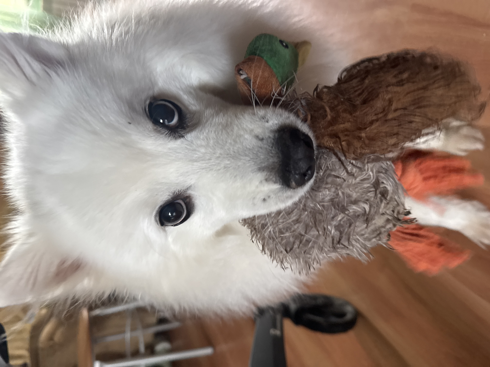 A fluffy white dog is holding a small, brown and green stuffed duck toy in its mouth. The dog's head is close to the camera, and its dark eyes are looking forward. The background is out of focus, but appears to be an indoor setting with wooden flooring. There is no indication of the location being in the city of Кашино, Russia.