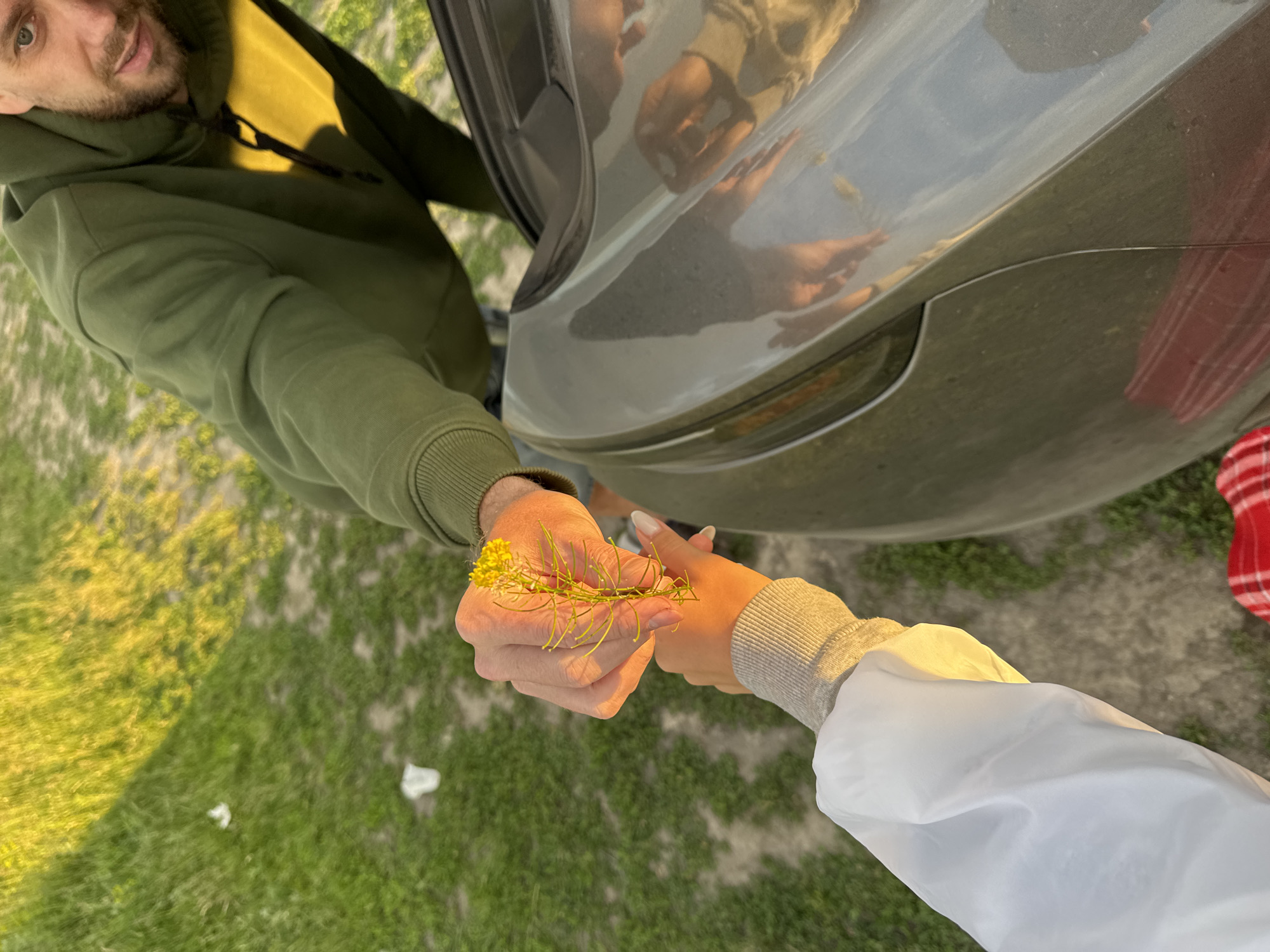 The image depicts an outdoor scene in Unknown, Unknown, under golden hour lighting. An adult male, visible from the chest up, wears a dark olive green hooded sweatshirt with a yellow interior accent and a black drawstring. He has short hair and a beard, and his gaze is directed towards the camera. His right hand is extended, holding a small cluster of yellow flowers with thin green stems. An adult female's left forearm and hand are visible reaching towards the male's hand, appearing to receive or share the flower. She wears a white long-sleeved jacket over a light grey ribbed cuff, and her fingernails are manicured with a light polish. Their hands are illuminated by warm sunlight. In the lower right quadrant, the front fender and part of the hood of a dark grey or silver car are visible, reflecting distorted images of the individuals and the environment. The ground beneath them consists of green grass interspersed with patches of bare earth and small pieces of white debris. A small area of red and white plaid fabric is visible in the bottom right corner of the frame.