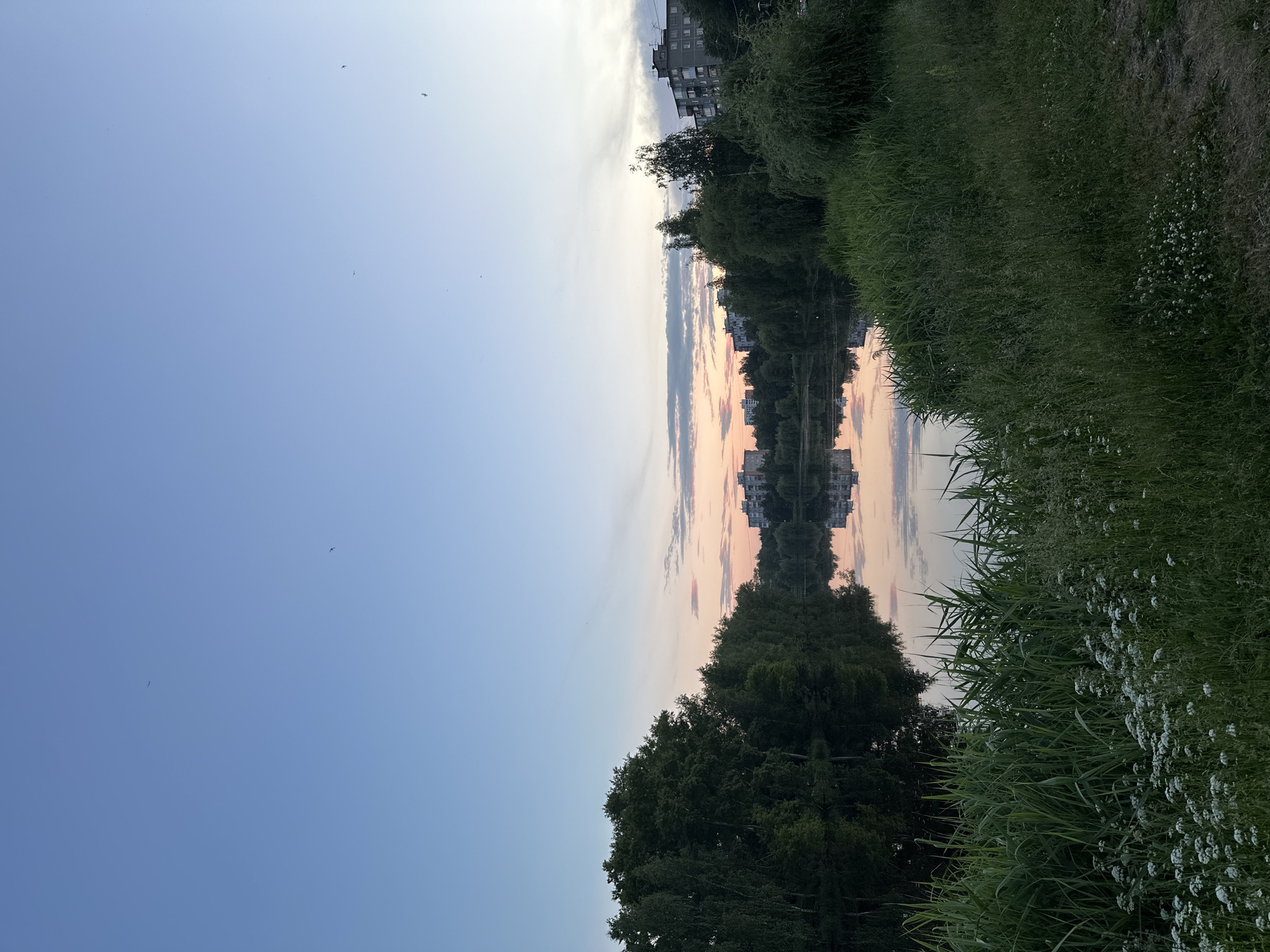 A vertical, wide shot shows a calm body of water reflecting a pastel sky at dusk, bordered by a dense line of trees on the left and right, and a grassy embankment in the foreground. Several apartment buildings, appearing as low-rise structures with a few taller ones mixed in, are visible in the distance across the water and on the right side of the frame, peeking through the trees. The sky transitions from a pale blue at the top to hues of pink and orange near the horizon, with scattered clouds. Three birds are depicted in flight against the expanse of the sky. The water's surface is still, creating a mirror-like reflection of the sky and the surrounding vegetation and buildings. The foreground is dominated by tall, green grasses and scattered white wildflowers. The scene depicts an urban waterfront park area.