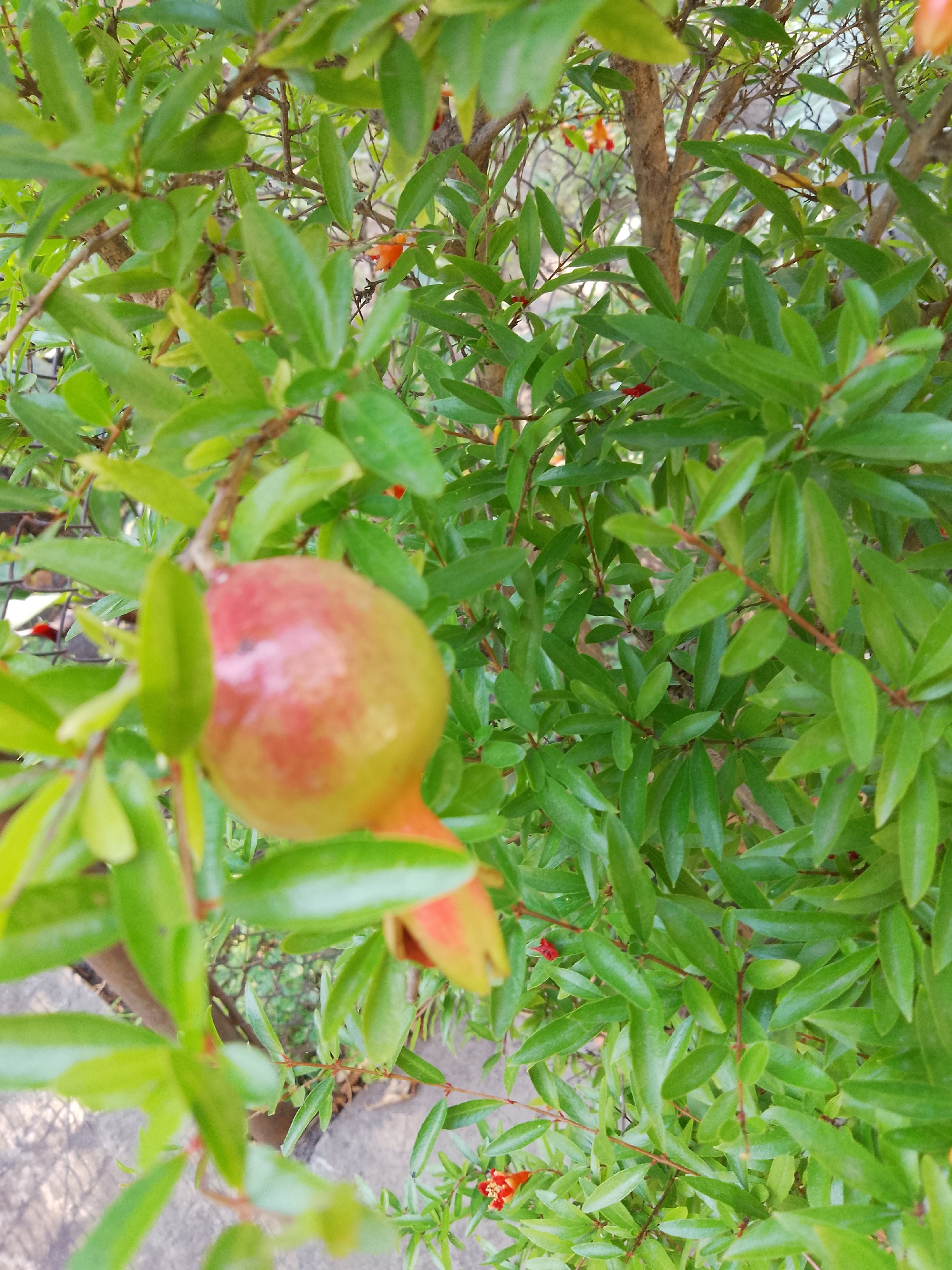 A close-up shot captures a young pomegranate on a branch, surrounded by lush green leaves. The fruit, partially red and partially green, hangs from its stem, with a small green leaf emerging beside it. In the background, more green foliage creates a dense canopy, with hints of red flowers peeking through. The scene is set outdoors, likely in a garden or natural environment, given the presence of a fence and a concrete surface visible at the bottom left.