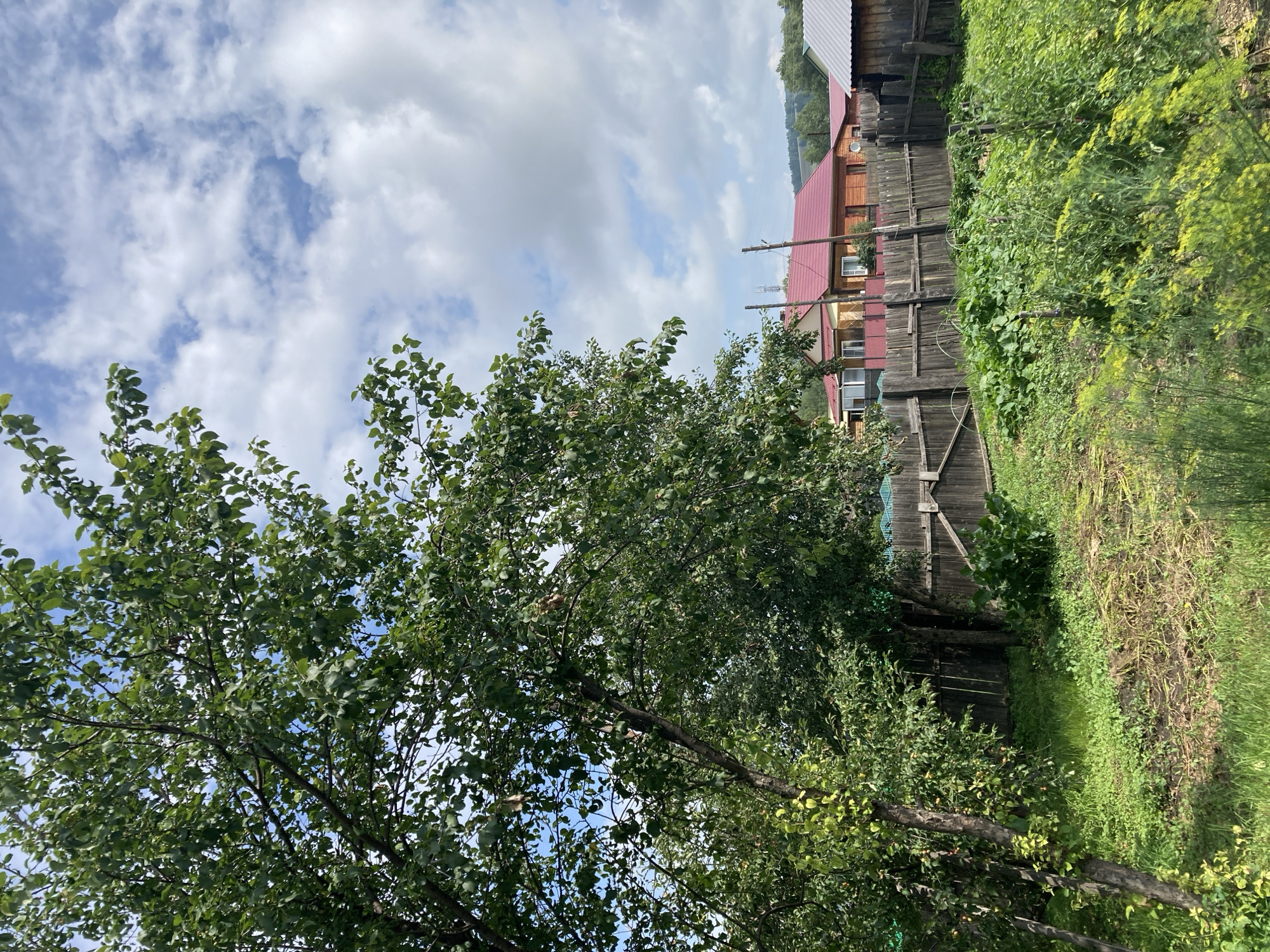 The image depicts an outdoor scene in what appears to be a rural or suburban area. In the foreground, lush green grass and vegetation cover the ground, with a notable presence of leafy plants and some dry stalks of vegetation. A prominent tree with dense green foliage stands on the left side of the frame, its branches arching over the scene.
Behind the vegetation, a weathered wooden fence runs horizontally across the image, with a visible gate in the center. Beyond the fence, several houses with red roofs are visible, nestled amongst trees. The houses appear to be of a traditional design, constructed with wooden walls. In the background, rolling hills are visible under a sky filled with scattered white clouds. The lighting suggests it is daytime, likely a sunny day with some cloud cover. There are no people or animals visible in the image. The overall impression is one of a tranquil, natural setting with residential structures integrated into the landscape.
