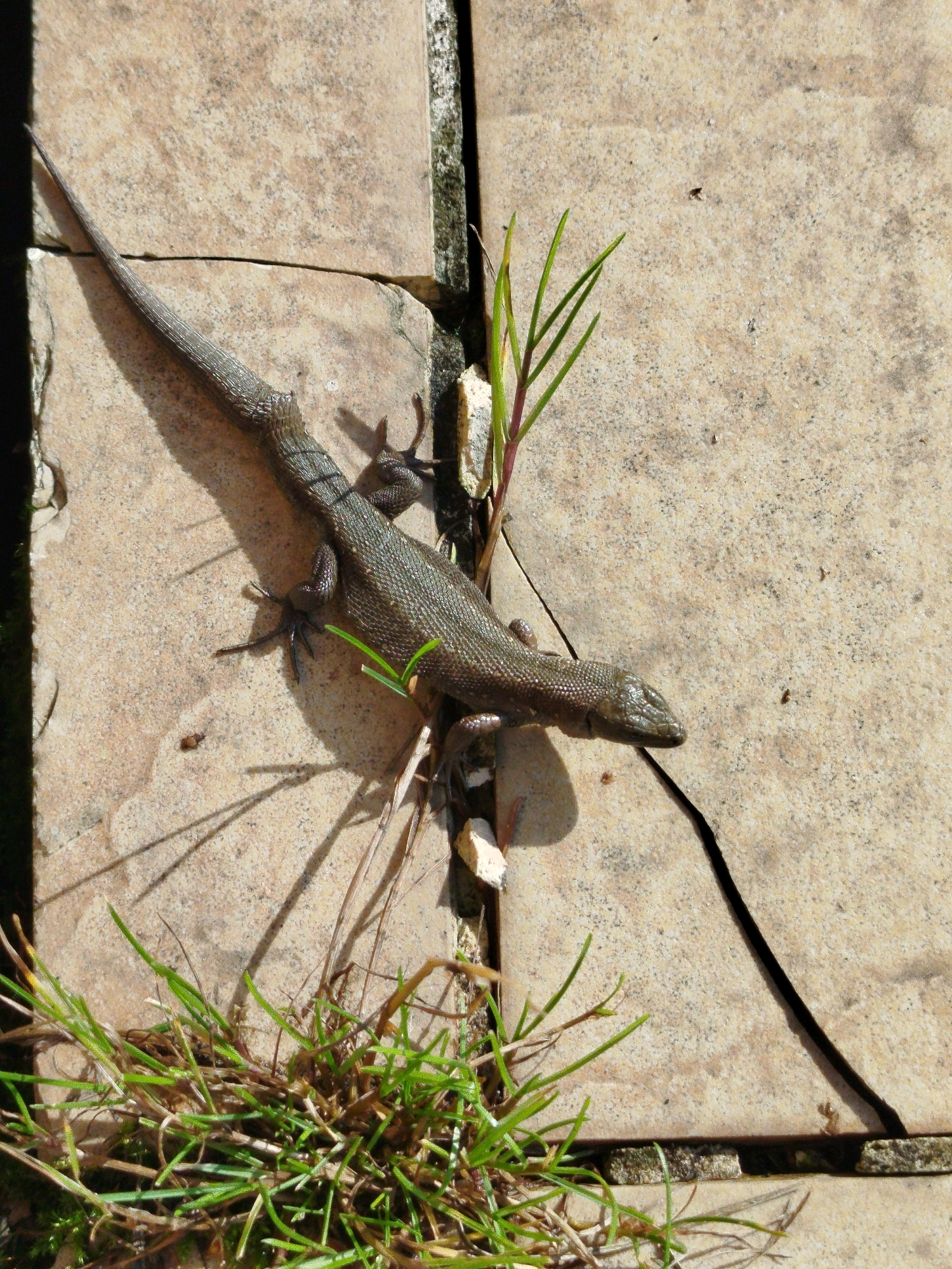 A common lizard, approximately 15 centimeters in length, is positioned on a cracked, light-colored tile surface in Чкаловское Снт, Russia. The lizard is oriented diagonally, with its head to the right and its tail extending to the left. Its skin is a textured gray-brown, and its limbs are splayed out on the tile. A small patch of green grass is visible to the left of the lizard, and another cluster of grass is present in the lower left corner of the image. The lighting suggests a bright, sunny day, casting shadows from the lizard and grass onto the tile. The tile itself appears weathered, with a significant crack running from the upper right to the lower left.