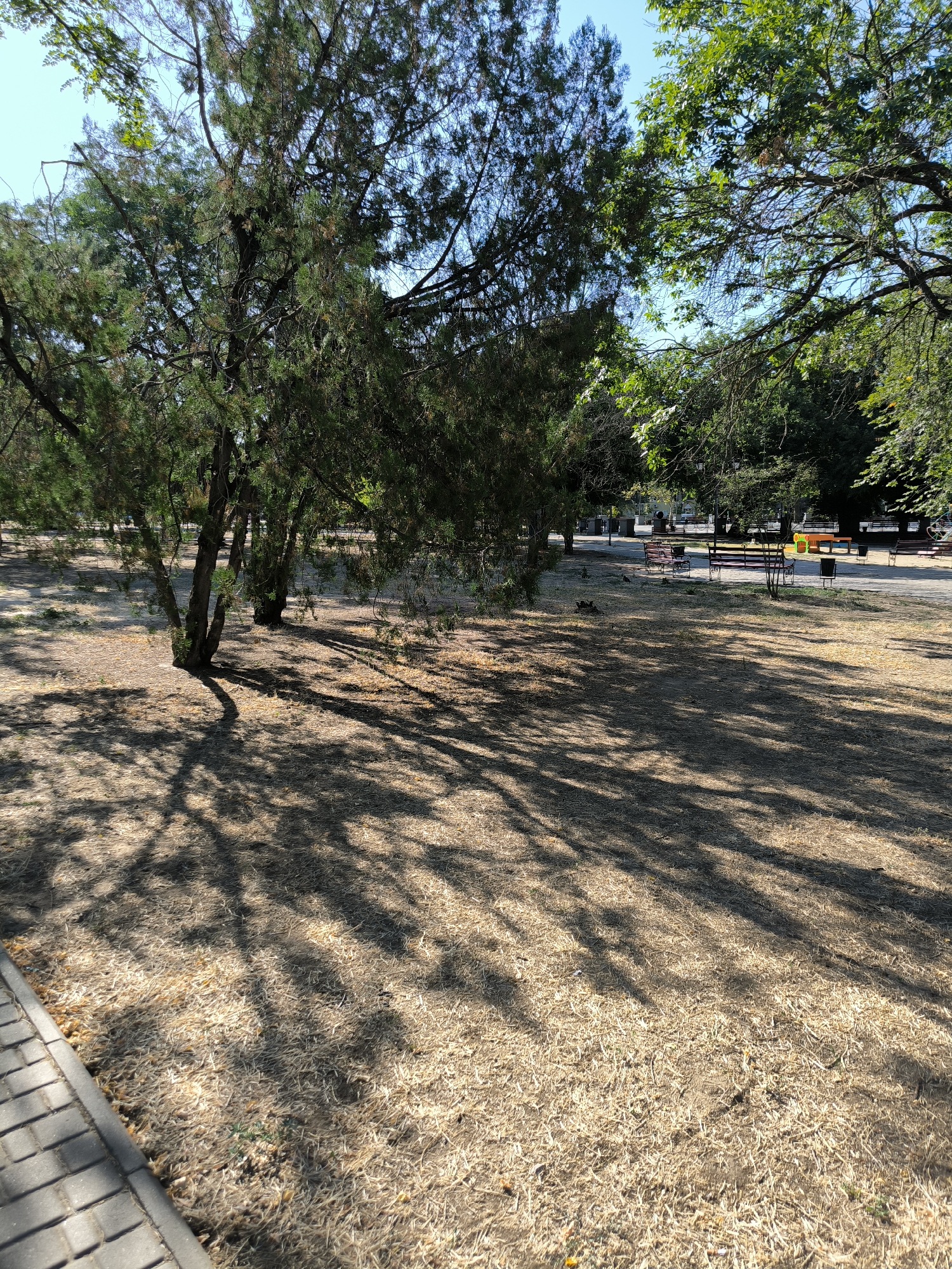 The image depicts a park scene under a clear blue sky. In the foreground, a paved walkway runs along the left edge, bordering a dry, grassy area covered in straw-like debris. Several trees with dense green foliage cast long, intricate shadows across the ground. In the background, a paved path runs through the park, with various benches and trash receptacles visible. Further back, more trees and greenery suggest the extent of the park. There is no discernible evidence to indicate this park is located in Mykolaiv, Ukraine.