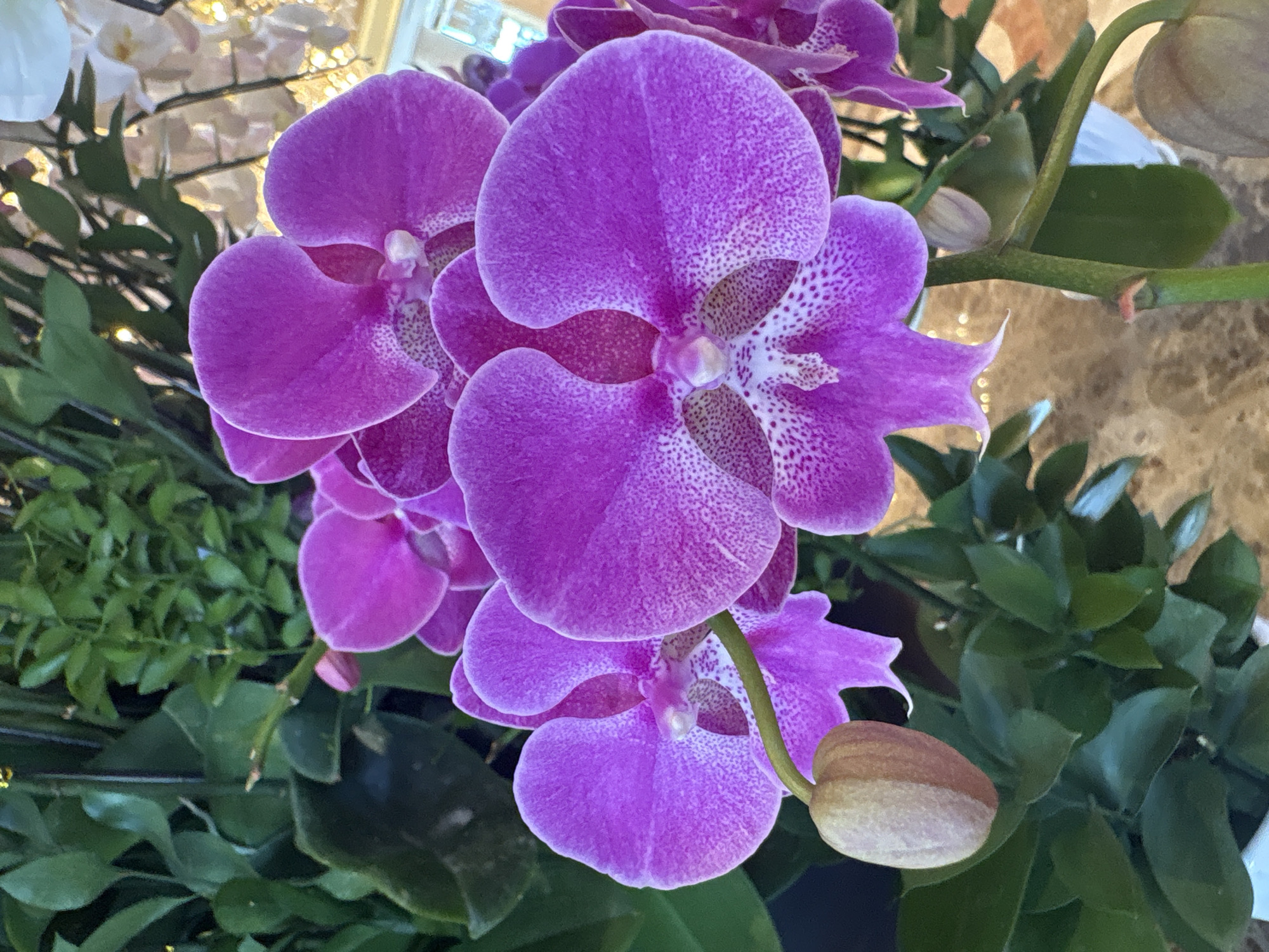 The image shows a close-up view of several vibrant purple Phalaenopsis orchids, also known as moth orchids, in bloom. The flowers feature broad, delicate petals with a speckled pattern of darker purple on a lighter base, particularly noticeable around the center. One orchid bud, elongated and light brown with a pinkish hue, is visible on the left side of the frame, suggesting ongoing growth. The orchids are set against a backdrop of lush, dark green foliage, which creates a rich contrast with the bright flowers. In the upper right, out-of-focus elements suggest artificial lighting or possibly other decorative plants, appearing as soft, glowing orbs. The scene is well-lit, highlighting the intricate details and textures of the orchid petals and leaves. There are no people or animals visible in the image. The origin of the image is not specified to be from the city of Đà Nẵng, Vietnam.