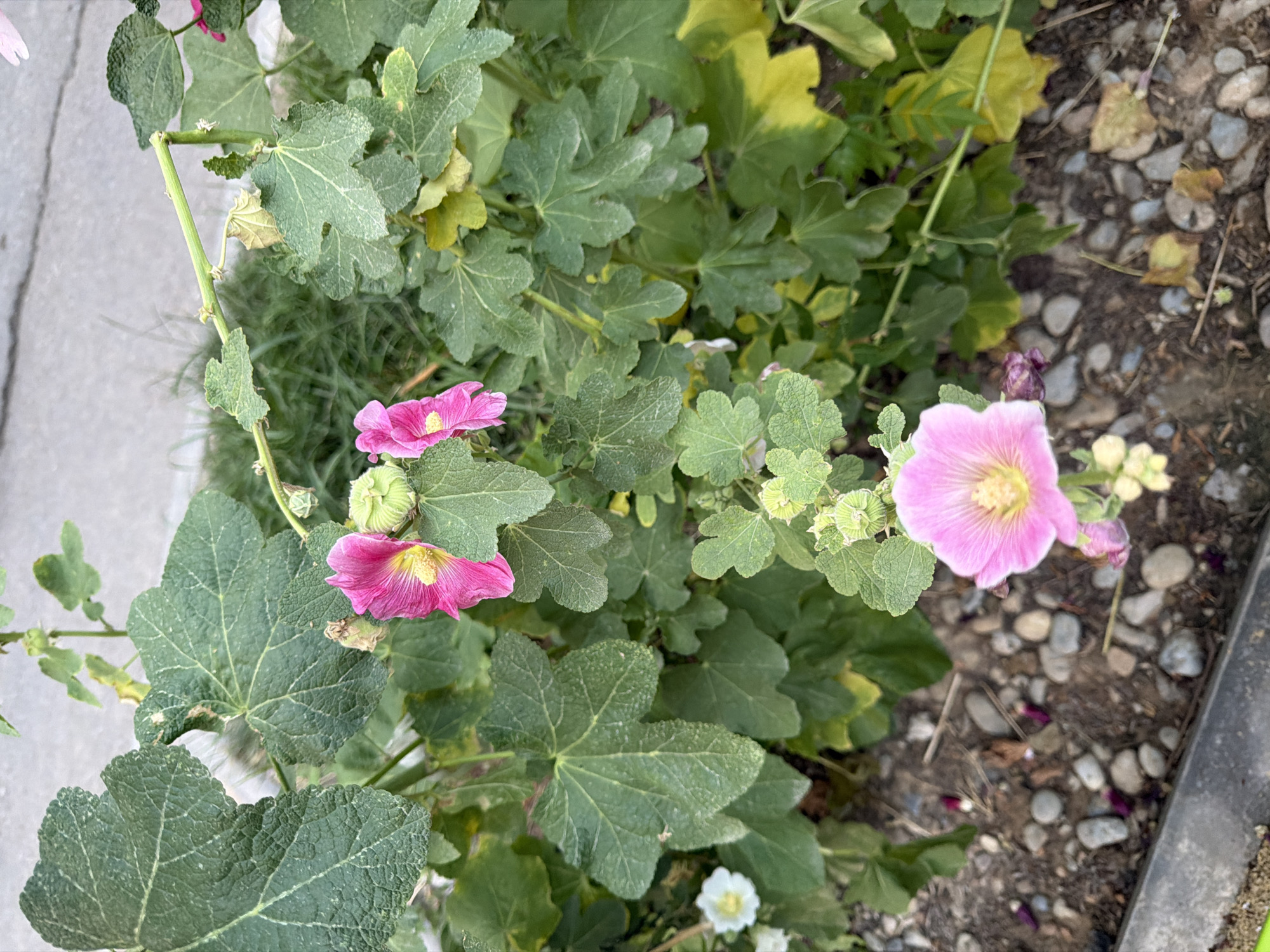 The image shows a close-up view of a blooming hollyhock plant with vibrant pink flowers. The plant has large, dark green, palmate leaves with serrated edges. Several pink hollyhock flowers are visible, some fully open and others in bud. One fully open flower in the foreground is a bright pink with a yellow center. Two other pink flowers are visible higher up on the plant, one partially obscured by leaves. The plant is growing in a garden bed with gravel and soil, and some fallen petals are scattered on the ground. In the background, a patch of grass and a paved surface, possibly a sidewalk or road, are visible. The scene is outdoors, likely in a residential or public garden setting. The location is identified as Shymkent, Kazakhstan.