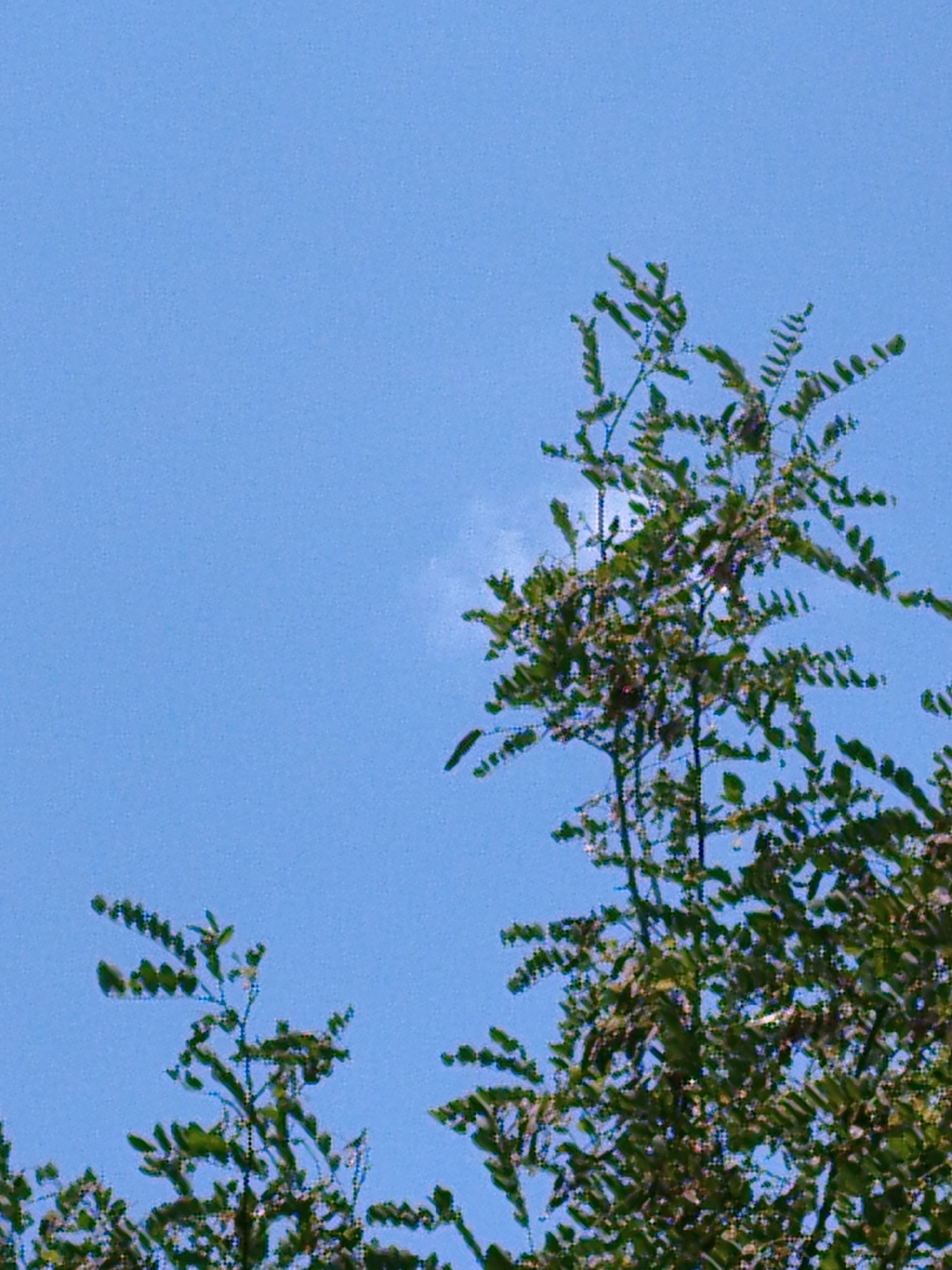 The image displays a clear, bright blue sky with two clusters of green foliage from trees. The foliage is detailed with many small leaves and thin branches, suggesting a sunny day. The lower left of the image shows a sparser cluster of branches and leaves, while the right and center feature a much denser, more substantial portion of a tree canopy. No man-made structures, people, or animals are visible. The image appears to be taken from a low angle looking upwards into the sky. No specific landmarks or details place this image within Dessau, Germany.