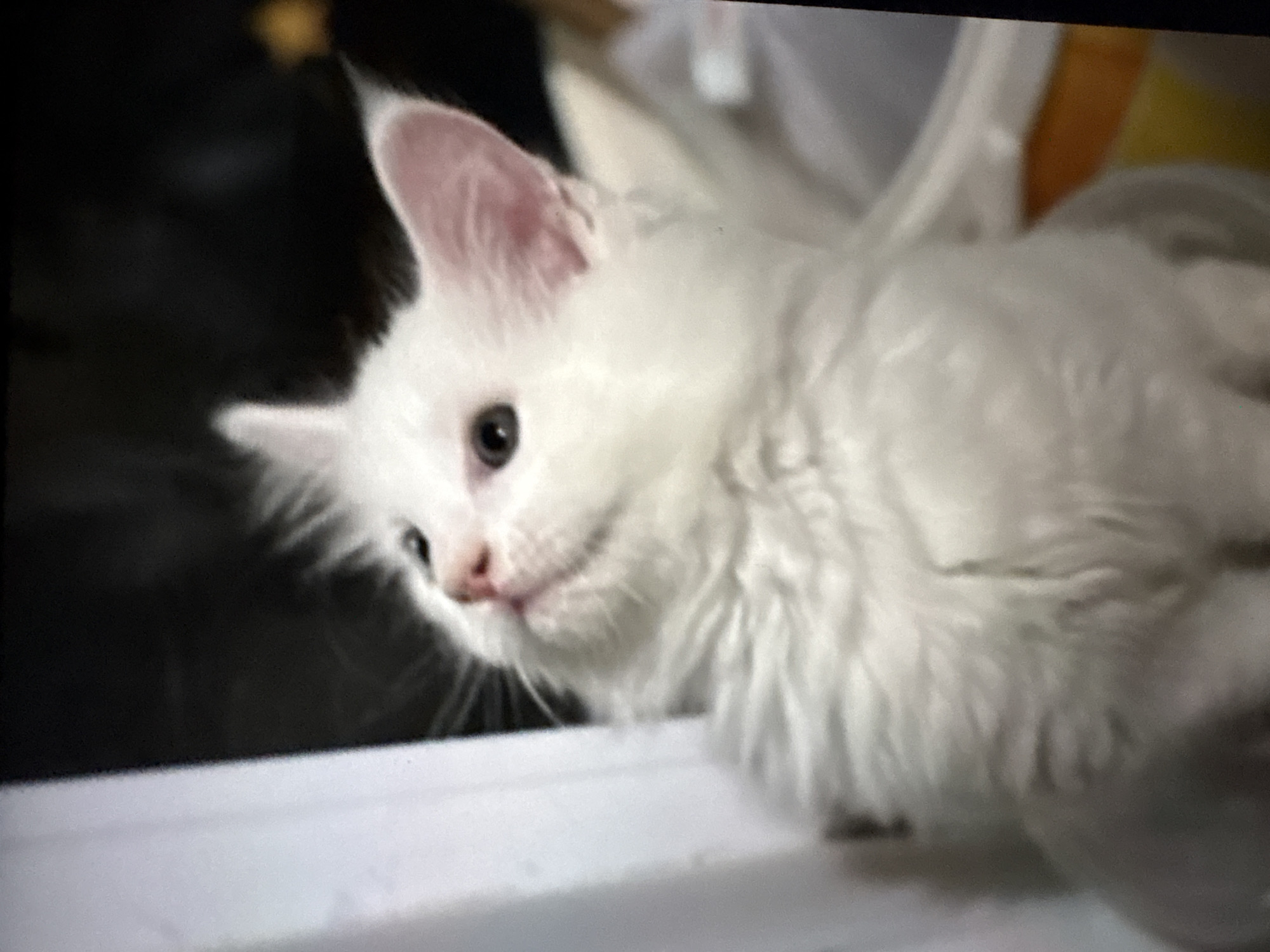 A white kitten is looking to the left of the image with its head tilted slightly upwards. The kitten has a pink nose and white fur, with a slightly visible pink hue inside its erect left ear. The kitten is in front of a blurred background, which includes a dark area and hints of white and yellow. The bottom of the frame features a white horizontal surface. The image does not depict any specific location in the city of Ембаево, Russia, nor does it include any people, actions, or interactions.