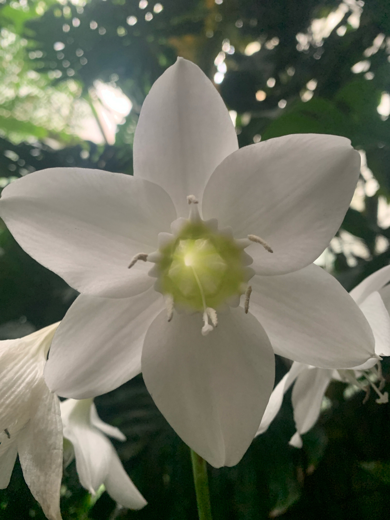 The image is a close-up, low-angle shot of a white flower, likely an amaryllis, with six petals and a prominent green center. The petals are large and have a smooth, waxy texture. The stamen and pistil are visible in the center of the flower. The background is blurred and out of focus, consisting of dark green foliage and dappled sunlight. There are no people or discernible objects in the scene, and no indication of a specific location within Lviv, Ukraine, or any other city. The image is purely focused on the botanical subject.