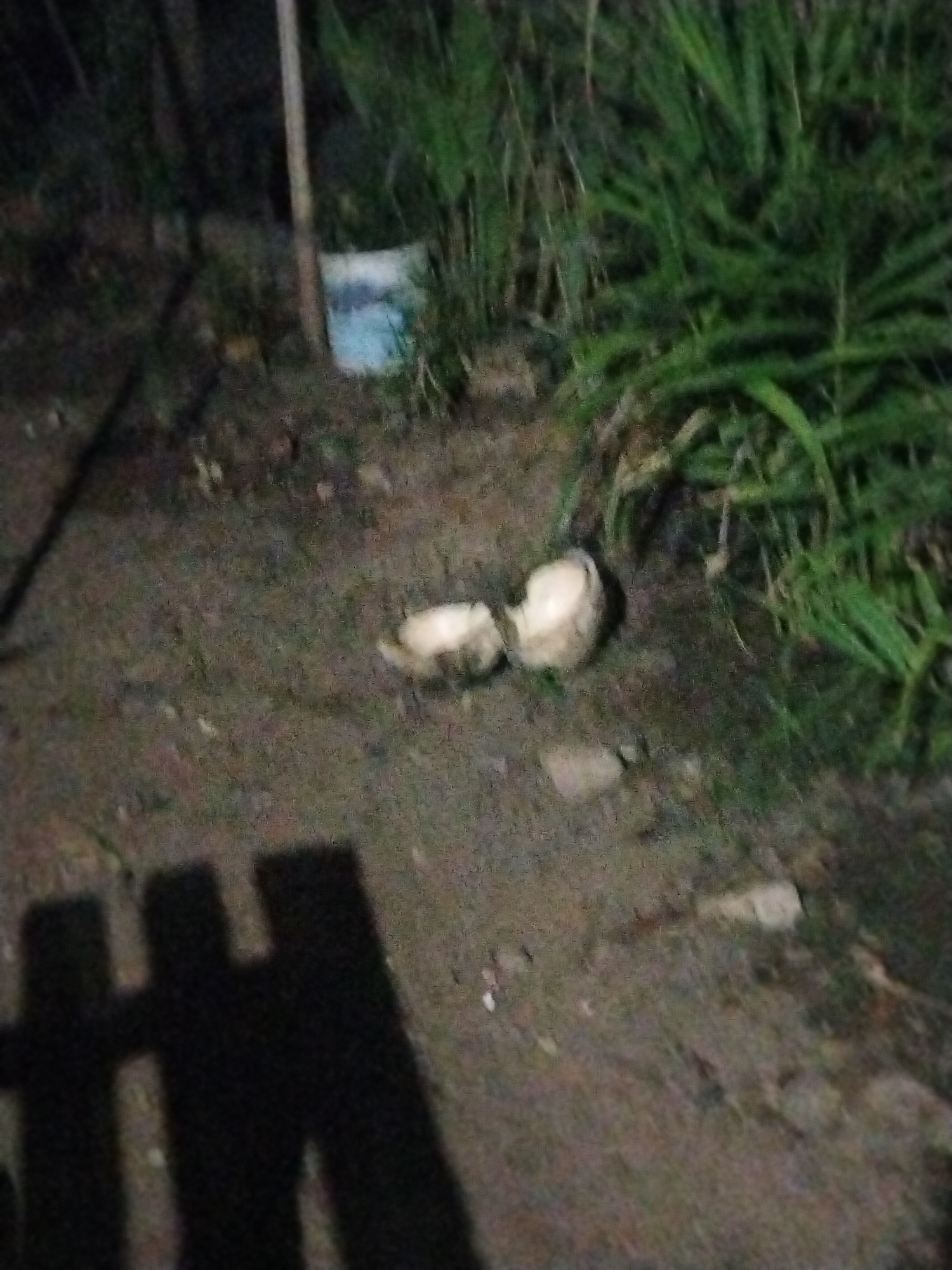 The image depicts a dark, outdoor scene, likely at night, with low-quality resolution and poor lighting. In the center foreground, two broken pieces of a pale, round object are visible on the dirt ground. To the left, the shadow of a fence or railing stretches across the ground. In the background, there is dense green foliage and a vertical post. A light-colored object, possibly a bucket, is also present in the middle ground. The setting appears to be a somewhat unkempt area, with loose soil and scattered debris. The overall impression is one of a dimly lit, possibly rural or semi-rural environment. The specific location in Suka Ramai, Indonesia, cannot be determined from the visual information provided in the image itself.
