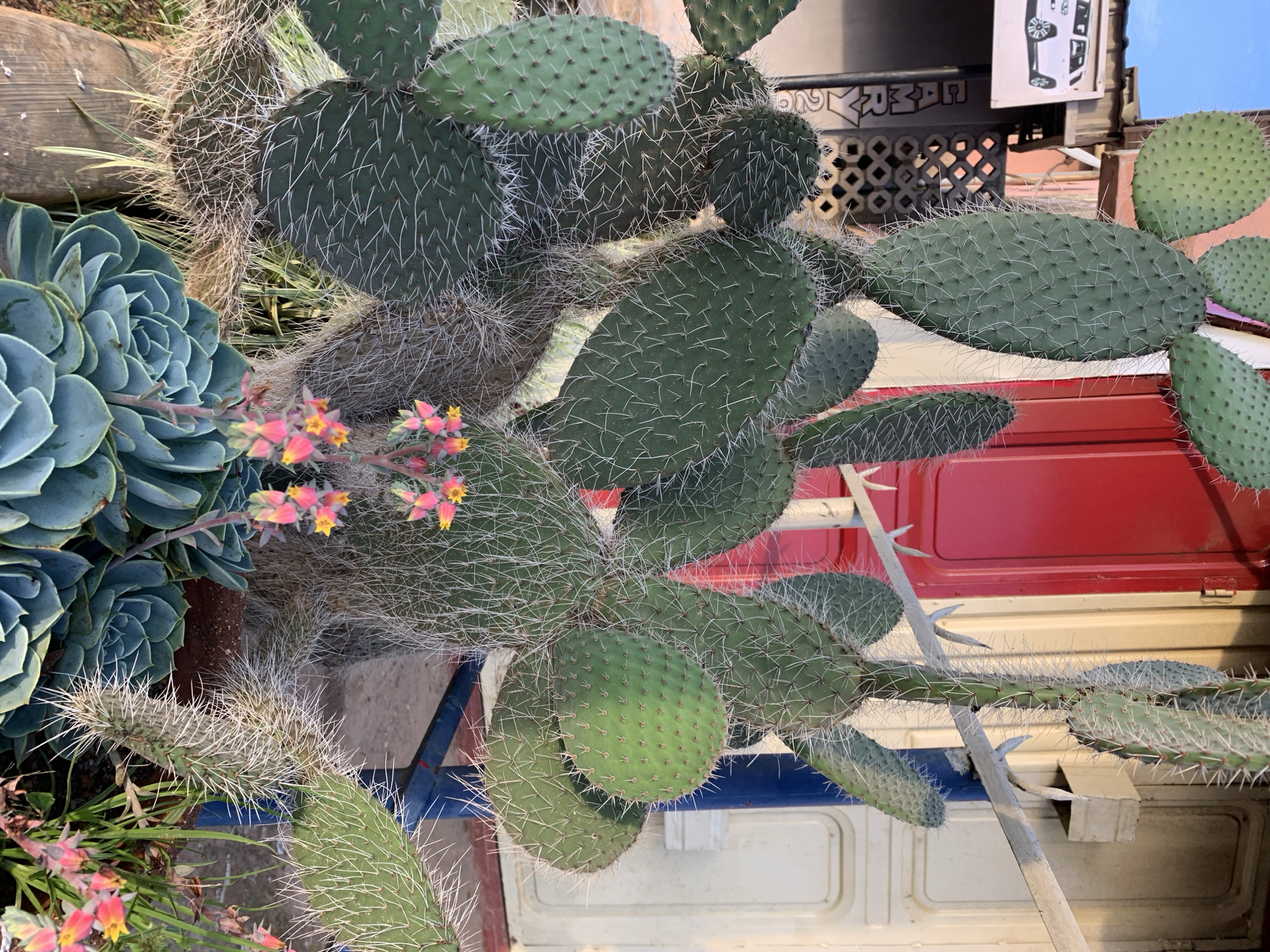 A close-up, eye-level shot focuses on a cluster of large, flat-padded Opuntia cacti and a succulent in the foreground. The cacti are a vibrant green, covered in dense white spines and some older, more fibrous, brownish spines near the base. Several paddle-shaped pads are visible, some with smaller pads growing from them. Tiny pink and yellow flowers bloom on thin stalks among the cacti. To the lower left, a rosette-shaped succulent plant with thick, blue-green leaves is prominently featured.
Behind the plants, a red door with vertical panels is partially visible, along with a cream-colored wall with a blue metal railing. A sign with a white background and a drawing of a white SUV is visible on the left, with the text "CAMRY" in large, white capital letters on a dark background below it. The environment appears to be outdoors, possibly a storefront or residential area in Rafin Par, Nigeria. The lighting suggests it is either early morning or late afternoon, with sunlight casting shadows and highlighting the textures of the plants. There are no people or animals in the frame.