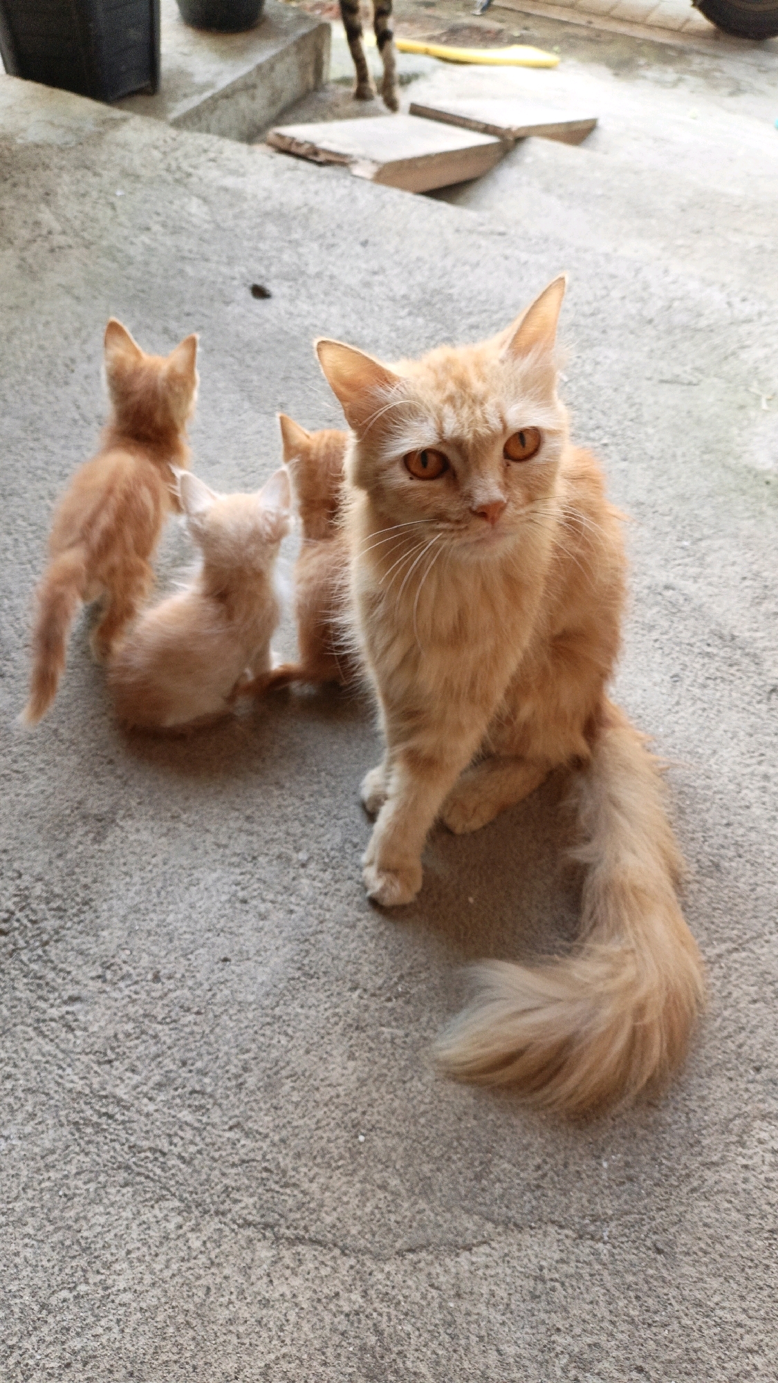 A medium shot shows a ginger cat sitting on a concrete surface. The cat has bright orange eyes and long, fluffy fur, with a long bushy tail curled around its body. Three ginger kittens are clustered around the adult cat. One kitten is sitting, facing away from the camera, while the other two are in the background, also facing away. The concrete surface appears to be outdoors, with a rough texture. In the background, there are some stone steps, a yellow hose, and the legs of another animal, possibly a cat, walking away. A dark gray trash bin is visible in the upper left corner. The scene appears to be in a residential outdoor area in Cikal, Indonesia.