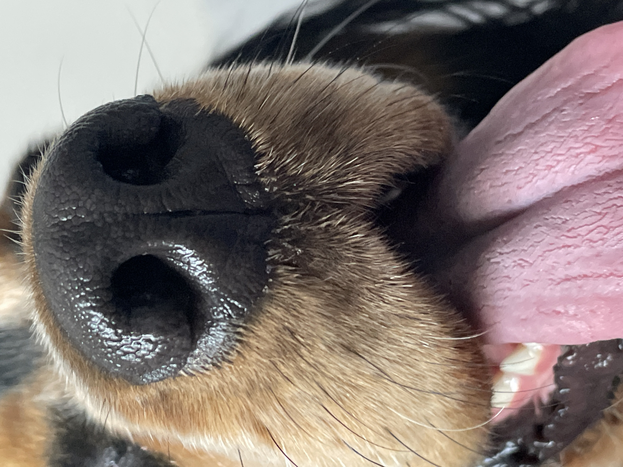 This is an extreme close-up, macro photograph of a dog's snout and tongue. The dog's nose is black and moist, with visible texture from pores and a slight sheen from moisture. Two nostrils are prominent. Surrounding the nose is tan and brown fur, some strands appearing wiry and dark. The dog's pink tongue, covered in papillae, extends prominently into the frame from below the snout. White teeth are partially visible behind the tongue. The background is out of focus and appears to be a light-colored, possibly indoor, surface. There is no indication of the location being Rostov-on-Don, Russia, or any urban environment.