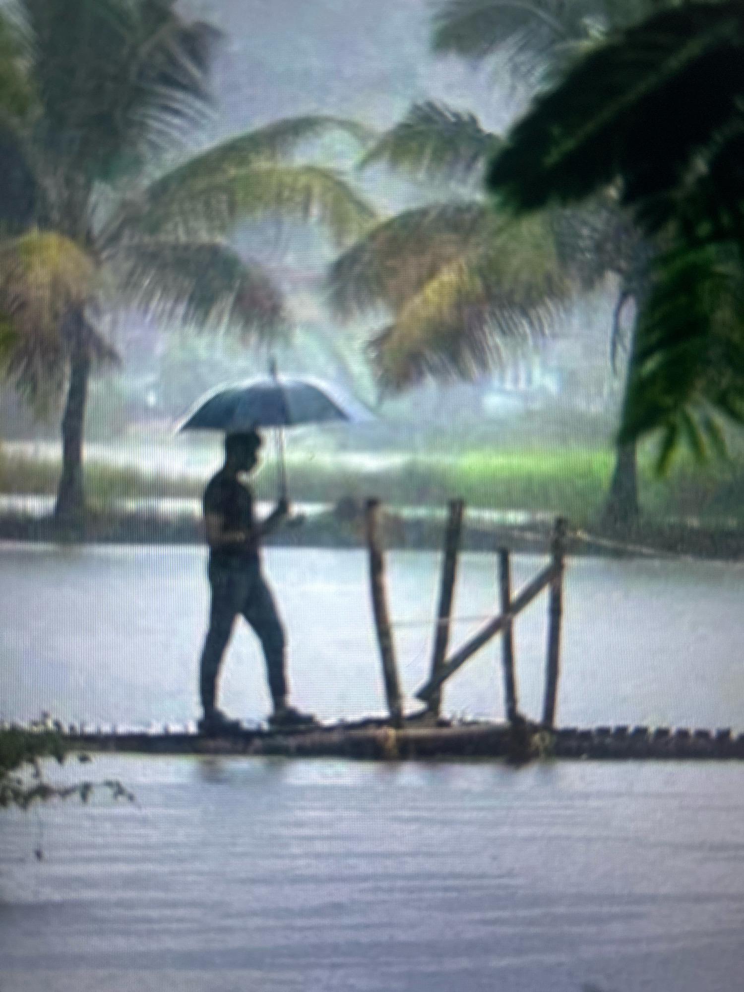 In a rain-soaked scene, a silhouette of a man walks across a rudimentary wooden bridge, holding a dark umbrella over his head. The bridge, constructed from logs and planks, spans a body of water. Tropical palm trees with large fronds are visible in the background, their leaves appearing slick with rain. The environment is lush and green, with a sense of dampness and low visibility due to the weather. The water surface is disturbed by the falling rain, creating ripples. The overall impression is one of a humid, tropical climate experiencing a heavy downpour. The image does not provide any specific visual cues to indicate a location within Kathmandu Metropolitan City, Nepal.