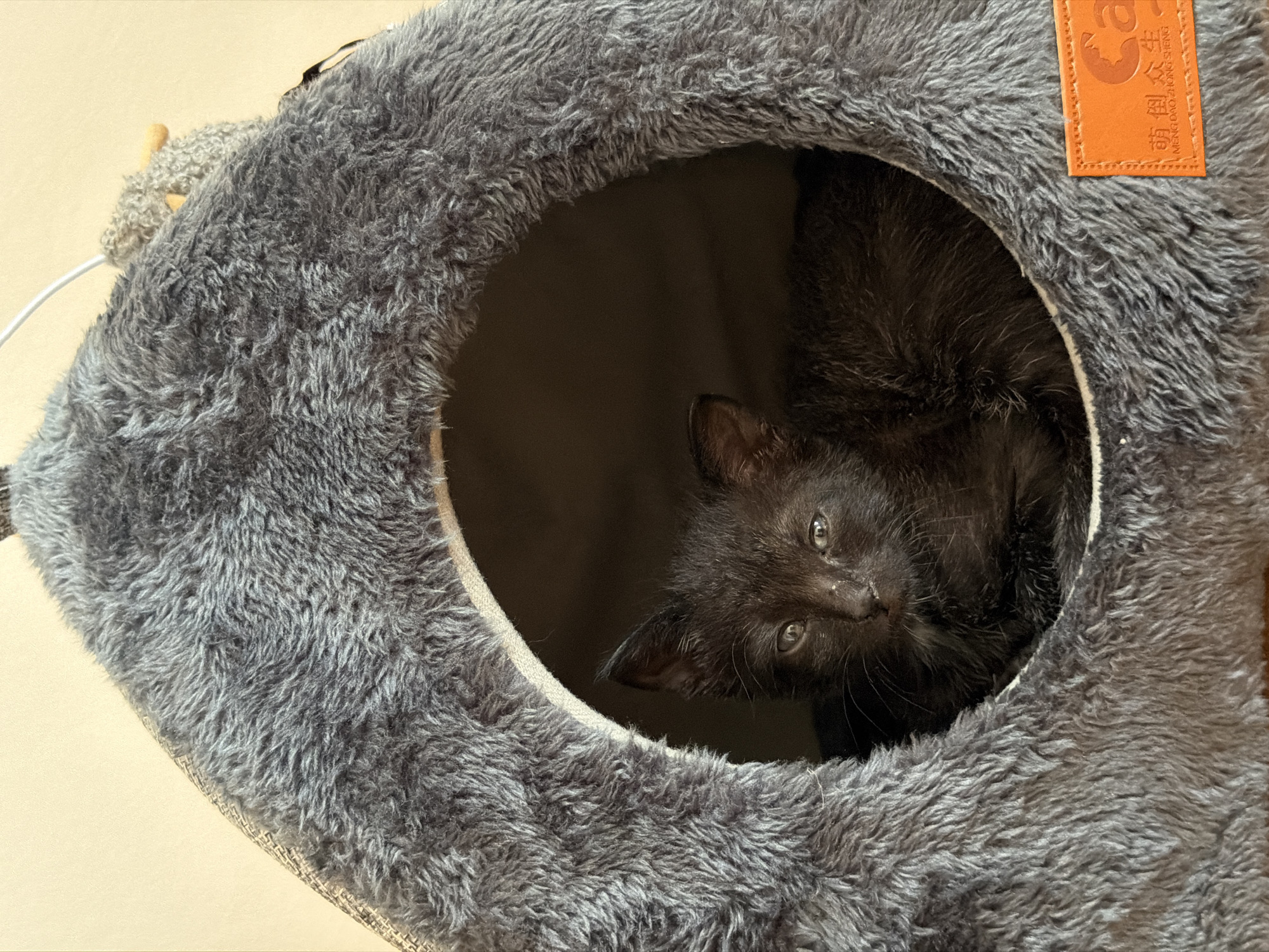 A black kitten is nestled inside a dark gray, furry cat bed that is shaped like a dome with an oval opening. The kitten is looking towards the camera with wide, light-colored eyes. The cat bed has a textured, plush exterior and a darker fabric lining the interior. An orange tag with Chinese characters is visible on the lower right side of the cat bed. The background is a plain, light-colored wall. The image appears to be taken indoors, likely in a residential setting.