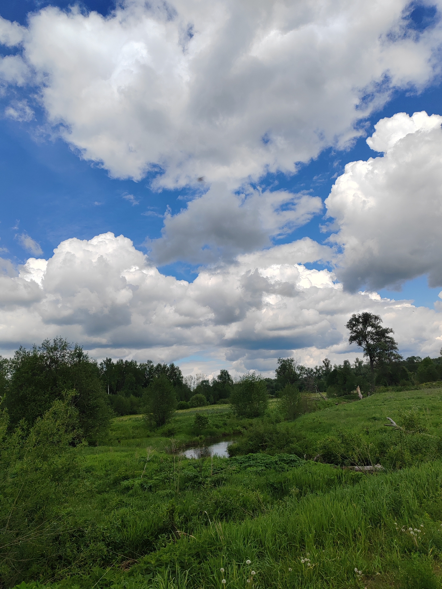 The image depicts a rural landscape in Уральское, Russia. The foreground is dominated by lush green vegetation, including grasses, shrubs, and some dandelions. A small body of water, possibly a pond or stream, is visible amidst the greenery. Beyond the immediate foreground, there is a line of trees and other foliage. A lone, tall tree stands out on the right side of the image. The sky is a bright blue with numerous white, puffy cumulus clouds. There are no people visible in the image. The scene appears to be a serene, natural setting.