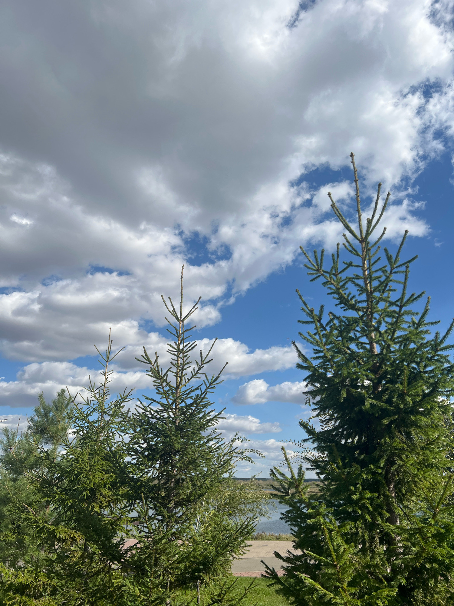 The image captures a view of fir trees in the foreground against a backdrop of a bright blue sky dotted with white and grey clouds. A body of water, likely a river or lake, is visible in the middle ground, with a paved path and grass beyond it. The scene appears to be in a park or recreational area in Kostanay, Kazakhstan, with the natural landscape dominated by evergreen trees and a serene water feature. There are no people or animals visible in the frame. The lighting suggests it is daytime, with sunlight illuminating the trees and clouds.