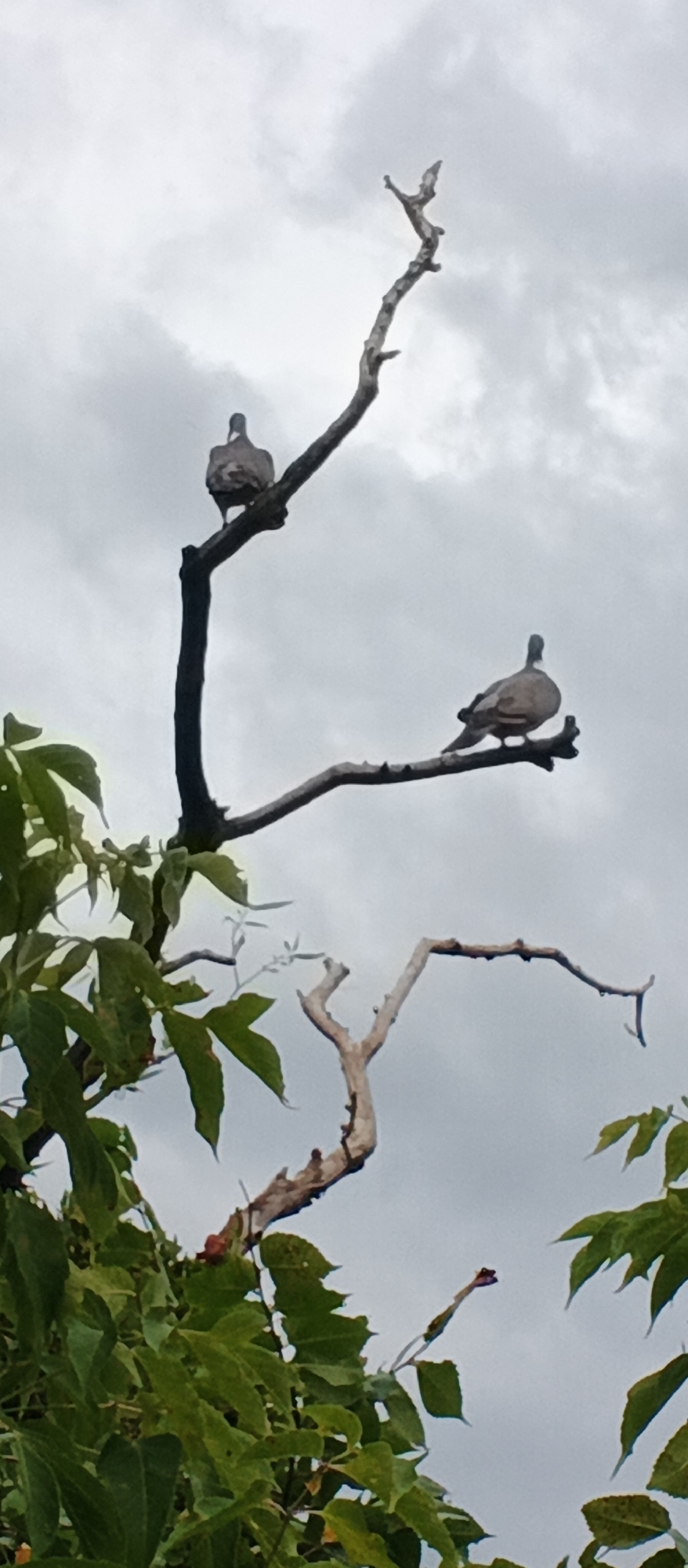 Two pigeons are perched on the branches of a dead tree. The tree has a stark, gnarled appearance against a cloudy sky. One pigeon is positioned higher up on a branch, facing away from the camera, while the other is on a lower branch, facing towards the left. Lush green foliage from other trees surrounds the lower part of the frame, contrasting with the barren branches of the dead tree. The weather appears overcast, suggesting a cloudy or potentially rainy day. The scene is set outdoors, with the sky dominating the background. There are no people visible in the image, nor any visible text. The setting appears to be natural, possibly a park or a wooded area in Smila, Ukraine.