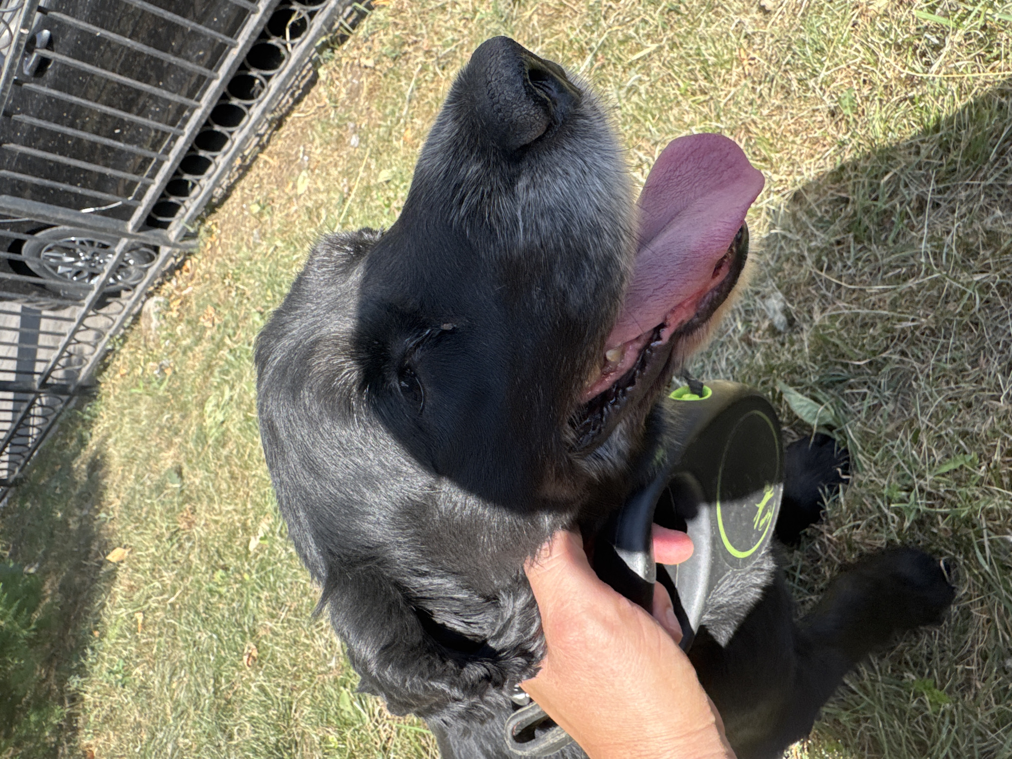 A black dog with graying fur around its muzzle pants with its tongue out, seen from the side. A person's hand is holding a black retractable leash with a green accent. The dog is on grass in front of a black metal fence. A black car is visible through the fence. The scene is outdoors in a grassy area, possibly a park or sidewalk. The presence of a fence and car suggests an urban or suburban environment. The lighting indicates it is daytime.