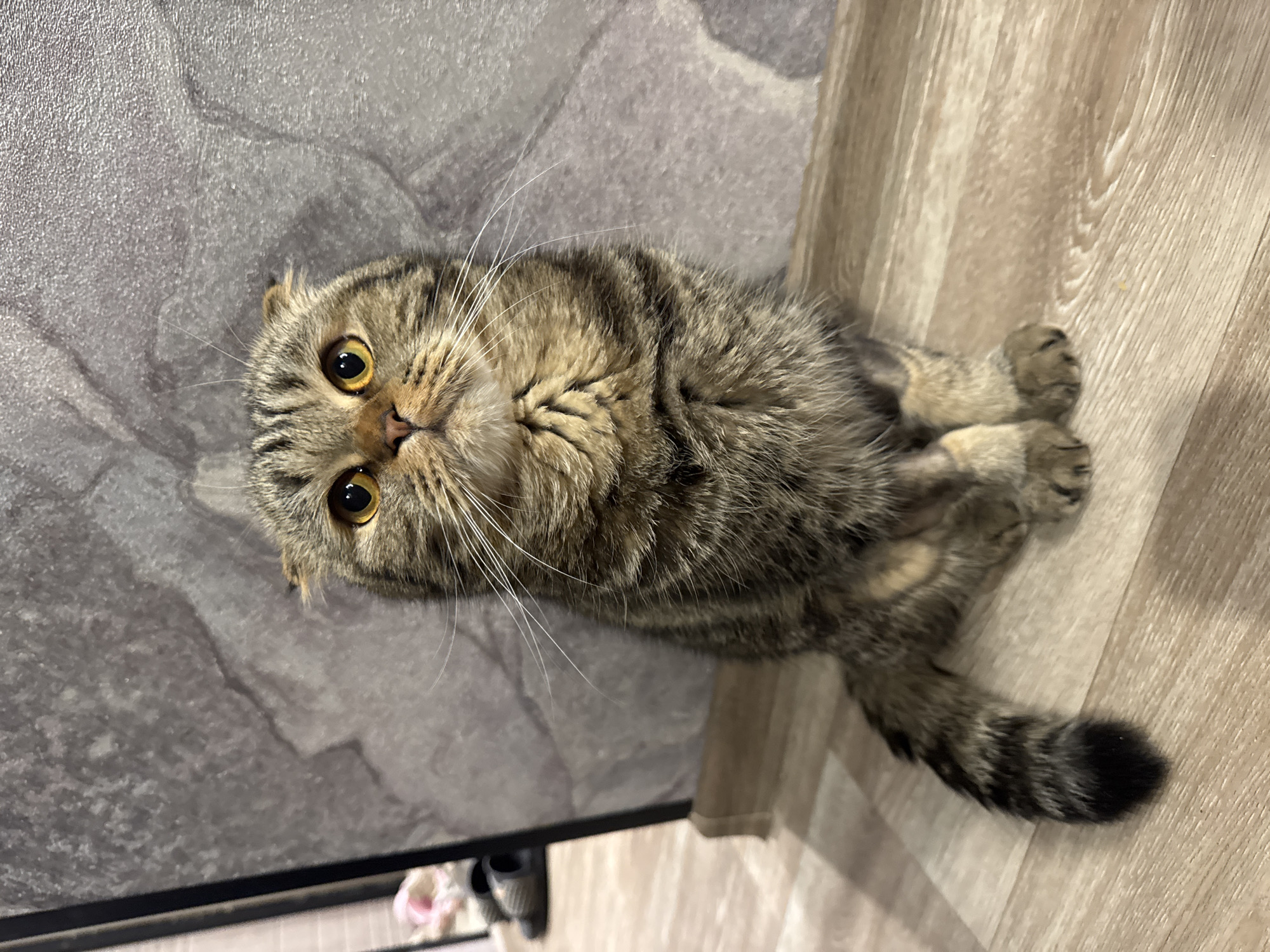 A Scottish Fold cat is sitting on a wooden floor in front of a textured gray wall. The cat has tabby markings, yellow eyes, and folded ears. Its tail, also tabby-patterned with a black tip, rests on the floor to its left. The background shows a sliver of a black door frame and some fuzzy items, possibly slippers, on the floor behind the cat. The overall scene appears to be indoors, likely in a residential setting. There is no indication of the cat's location in the city of Chaikovsky, Russia.