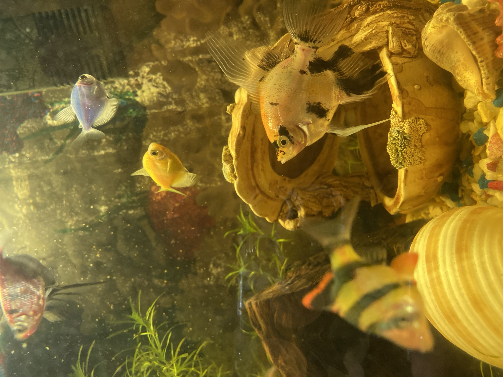 The image shows a close-up of an aquarium with several fish. In the foreground, a tiger barb is partially visible, swimming in front of a large, yellowish seashell. Behind the tiger barb, an angelfish with white, orange, and black markings is swimming near a decorative ceramic shell ornament. In the middle ground, a bright yellow fish and a pale blue fish are swimming. In the background, a red fish with black markings is visible near some aquatic plants. The aquarium appears to be lit from above, creating a bright and slightly hazy effect. The bottom of the aquarium is filled with small, colorful gravel. There is no indication of the location in the city of Volzhsk, Russia.