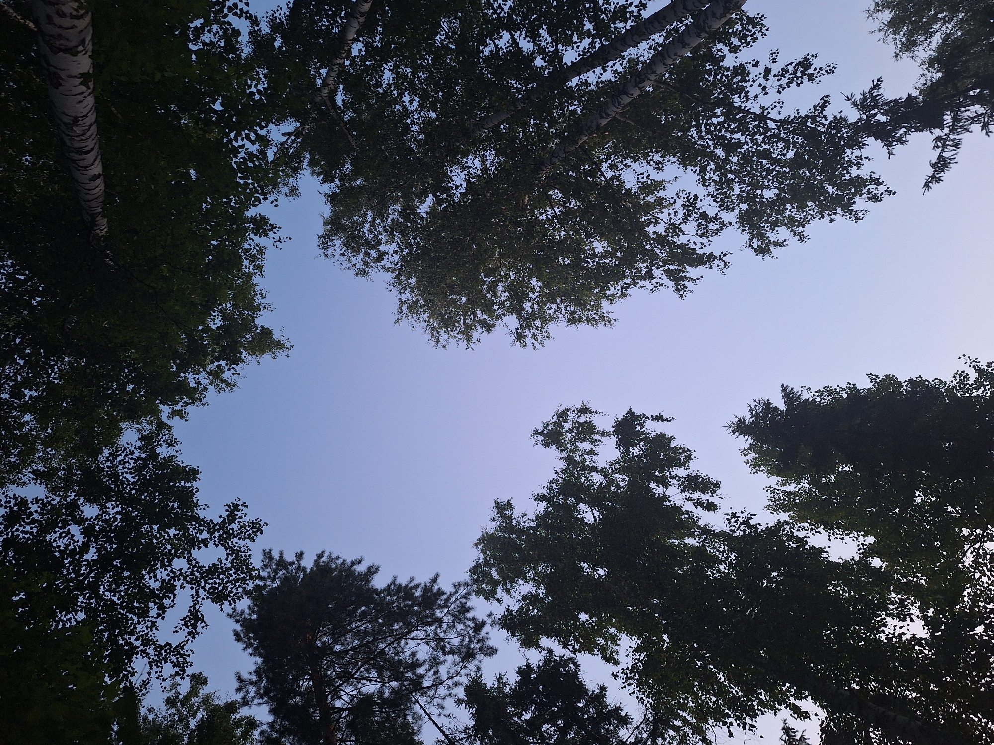 An upward-facing shot captures the canopy of trees against a clear, pale blue sky. The perspective is from beneath the trees, looking towards the sky. The foliage is dense, with the leaves of deciduous trees silhouetted against the lighter sky. Among the deciduous trees, there are also pine trees visible. The scene appears to be in a natural or park-like setting, possibly on the outskirts of Атамановка, Russia. There are no people or specific human activities depicted. The image conveys a sense of looking up through a forest.