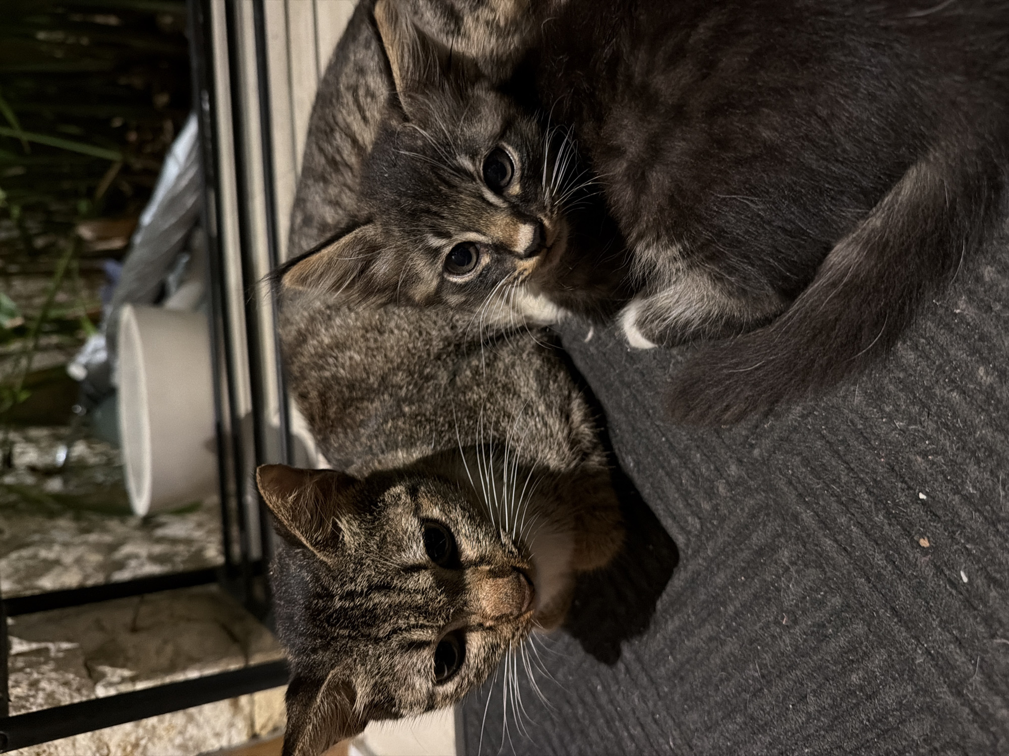 Two cats are prominently featured in a close-up, angled shot. The upper cat is a kitten with mixed dark grey and brown tabby fur, distinguished by white markings on its nose, chin, and paws. It looks directly at the viewer with large, dark, curious eyes and long white whiskers. Below it, an older tabby cat, likely an adult or older juvenile, has brown and grey striped fur and also gazes towards the camera with dark eyes and prominent white whiskers.
Both felines are resting on a dark, textured fabric surface, possibly a blanket or cushion. The scene appears to be set at night or in very low light, as the background is dark. To the left, beyond a dark vertical railing, some dark greenery is visible, suggesting an outdoor or semi-outdoor setting. Below the railing, there is a light-colored, possibly stone or tiled ground, and part of a white cylindrical object can be seen. The cats convey an alert and inquisitive demeanor. This image was captured in North Kuta, Indonesia. There is no visible text.