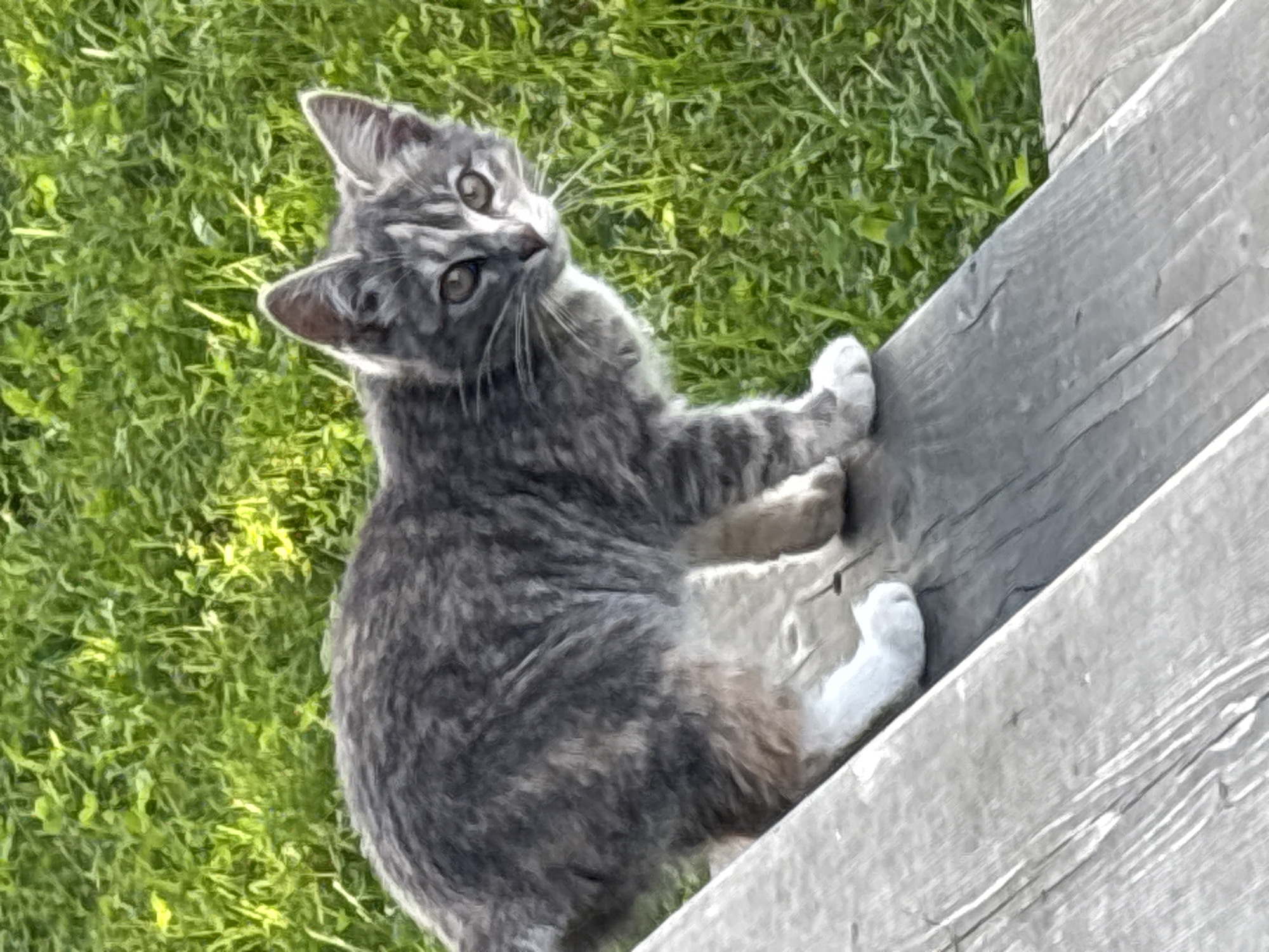 A young tabby kitten with grey and white fur stands on a weathered wooden surface outdoors, with green grass in the background. The kitten is looking towards the right of the frame with its body angled slightly away. Its front paws are white, and its tail appears to be mostly grey. The wooden surface is rustic and shows visible grain. The image appears to be a photograph taken in natural light. There is no information to indicate this scene is located in Zvenigorod, Russia.