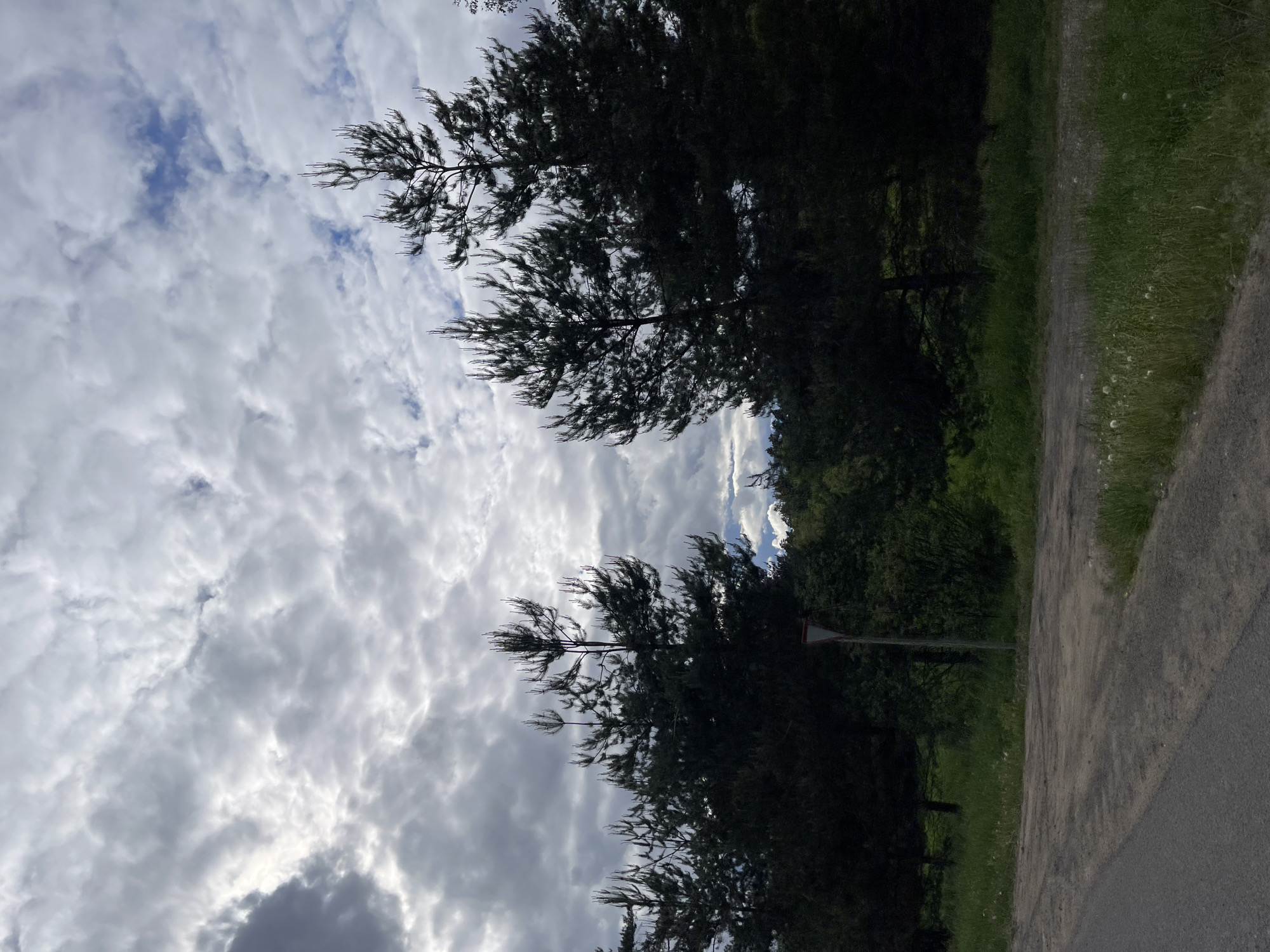 The image depicts a road lined with trees under a cloudy sky. A traffic sign is visible on the side of the road. The environment consists of a road, a grassy area, and a row of trees. It is daytime. The photo was possibly taken in the city of Semyonovskoye, Russia, based on the request.