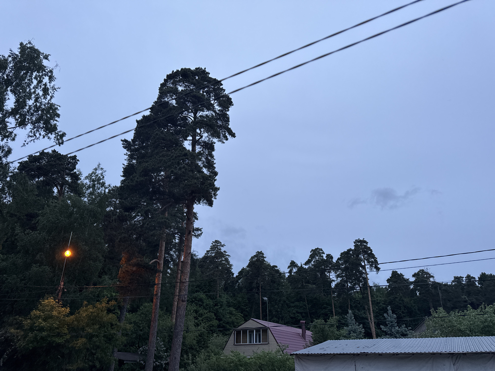The image shows a dusky outdoor scene in Balashikha, Russia. In the foreground, there is a tall tree with a dense canopy extending upwards. Another tree stands to the left, with thinner foliage. Power lines stretch across the upper part of the frame. A streetlight glows faintly among the trees. In the mid-ground, there are multiple trees filling the scene. Below the trees, parts of a house with a pink roof and a smaller roof is visible. The sky is overcast and grey.