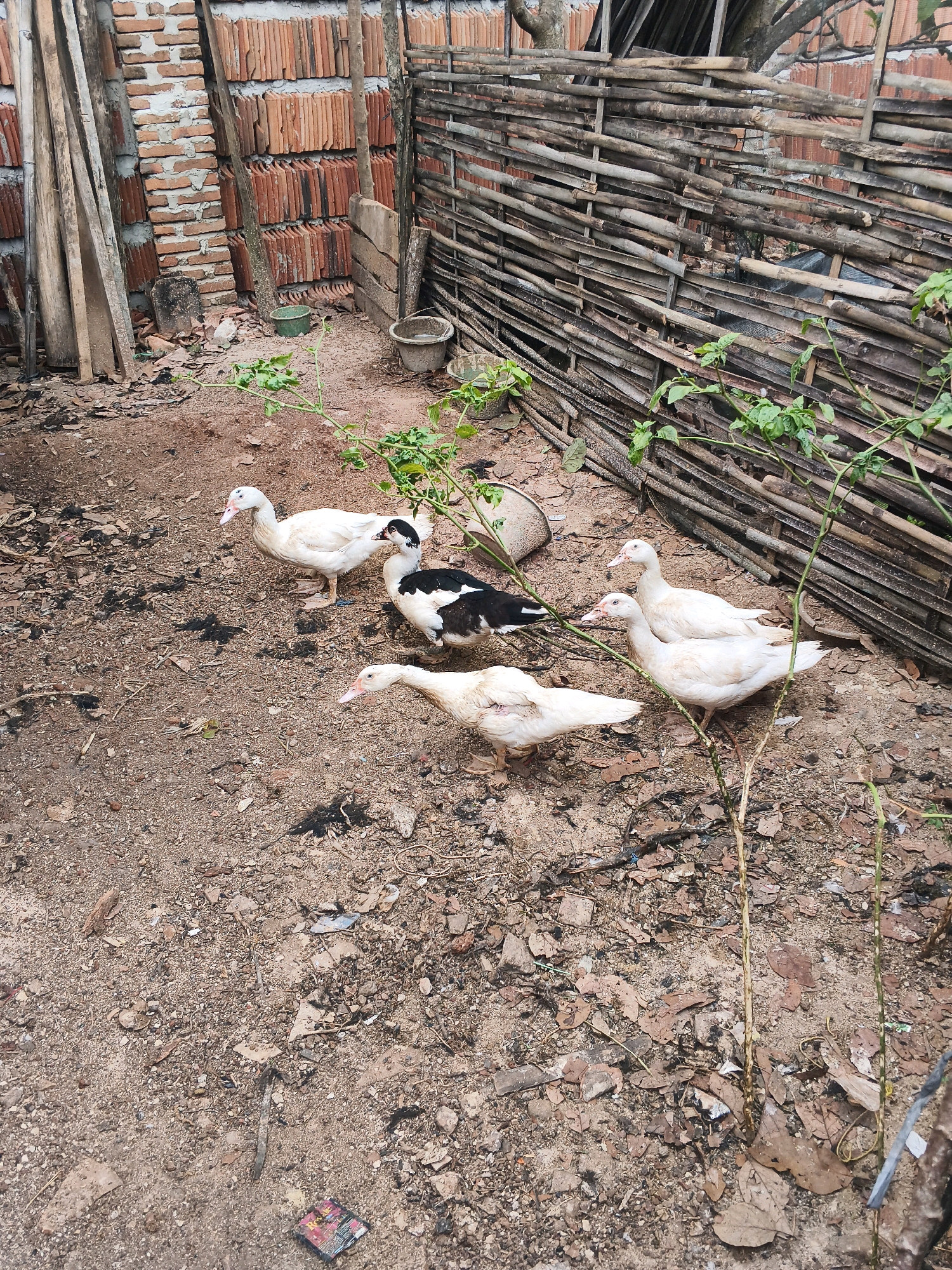 In Banyumas, Indonesia, a rustic outdoor scene features four ducks in a sandy, dirt-covered enclosure. The enclosure is bordered by a rustic fence constructed from horizontal wooden poles, a brick wall stacked with terracotta tiles, and upright wooden planks. The ground is littered with dried leaves and scattered debris. Three of the ducks are predominantly white, with one displaying black and white plumage. They are standing or walking around the enclosure, seemingly undisturbed. Vegetation, including leafy green plants and thin, dried branches, is visible throughout the scene, adding to the naturalistic setting. The overall impression is one of a simple, rural environment where domestic fowl are kept.