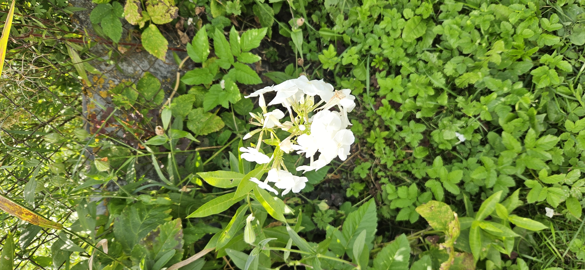 A cluster of white flowers with multiple petals is in bloom, surrounded by lush green foliage and grass. Some of the leaves exhibit a yellowing or browning discoloration. In the background, a wire fence can be seen, partially obscured by vegetation and a rough, grey stone wall. The scene suggests an outdoor, natural environment, possibly a garden or roadside in Мазалаўскі сельскі Савет, Belarus.