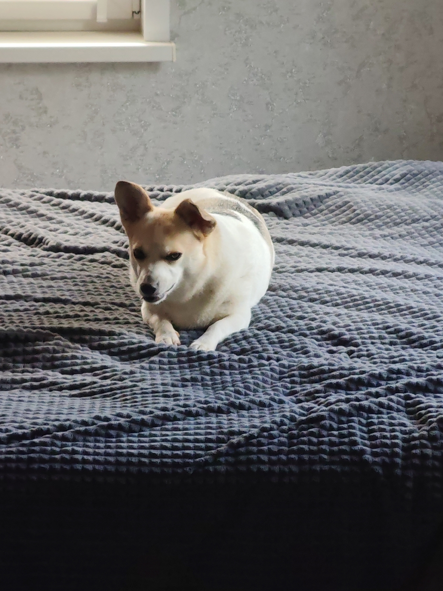 A medium shot depicts a white and tan dog lying on a gray waffle-textured blanket on what appears to be a bed. The dog is positioned in the center of the frame, looking towards the lower-left corner. Behind the bed, there's a gray textured wall and a white-framed window is visible at the top. The lighting in the room is somewhat dim, casting shadows and adding depth to the scene. The exact location is Unknown, Unknown.